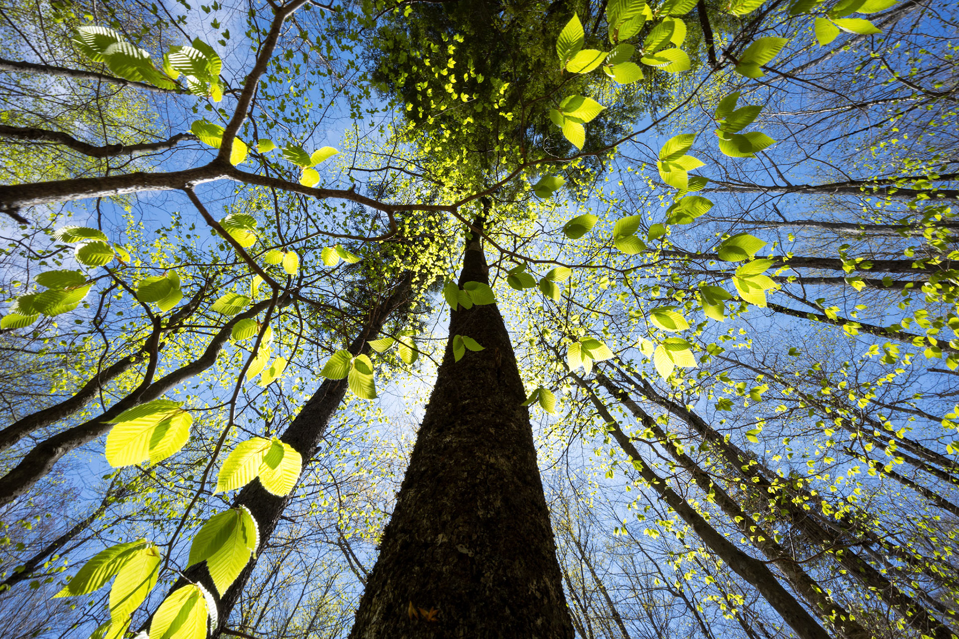Beeches on Potash Mountain
