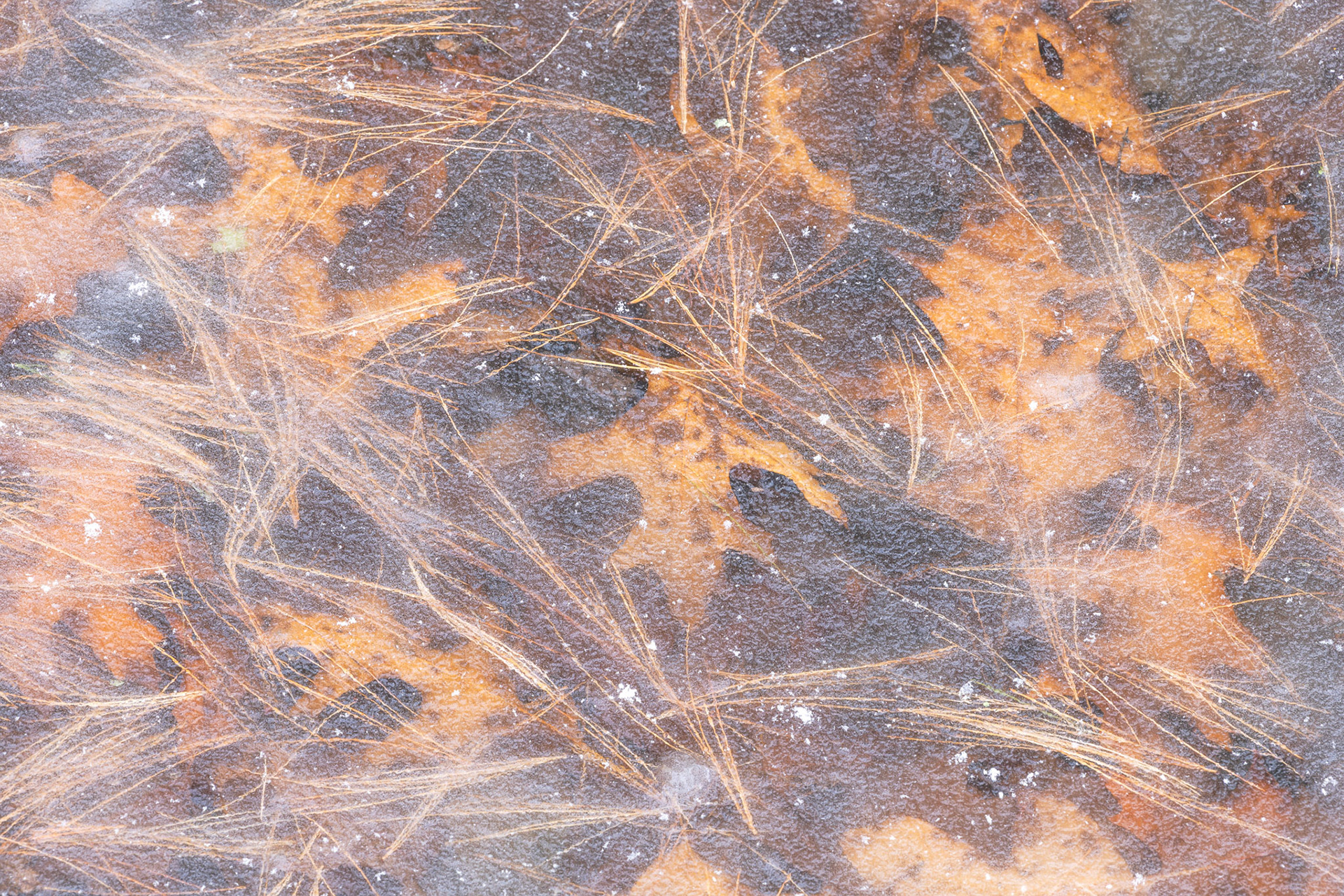 "Understory" (December 2024)