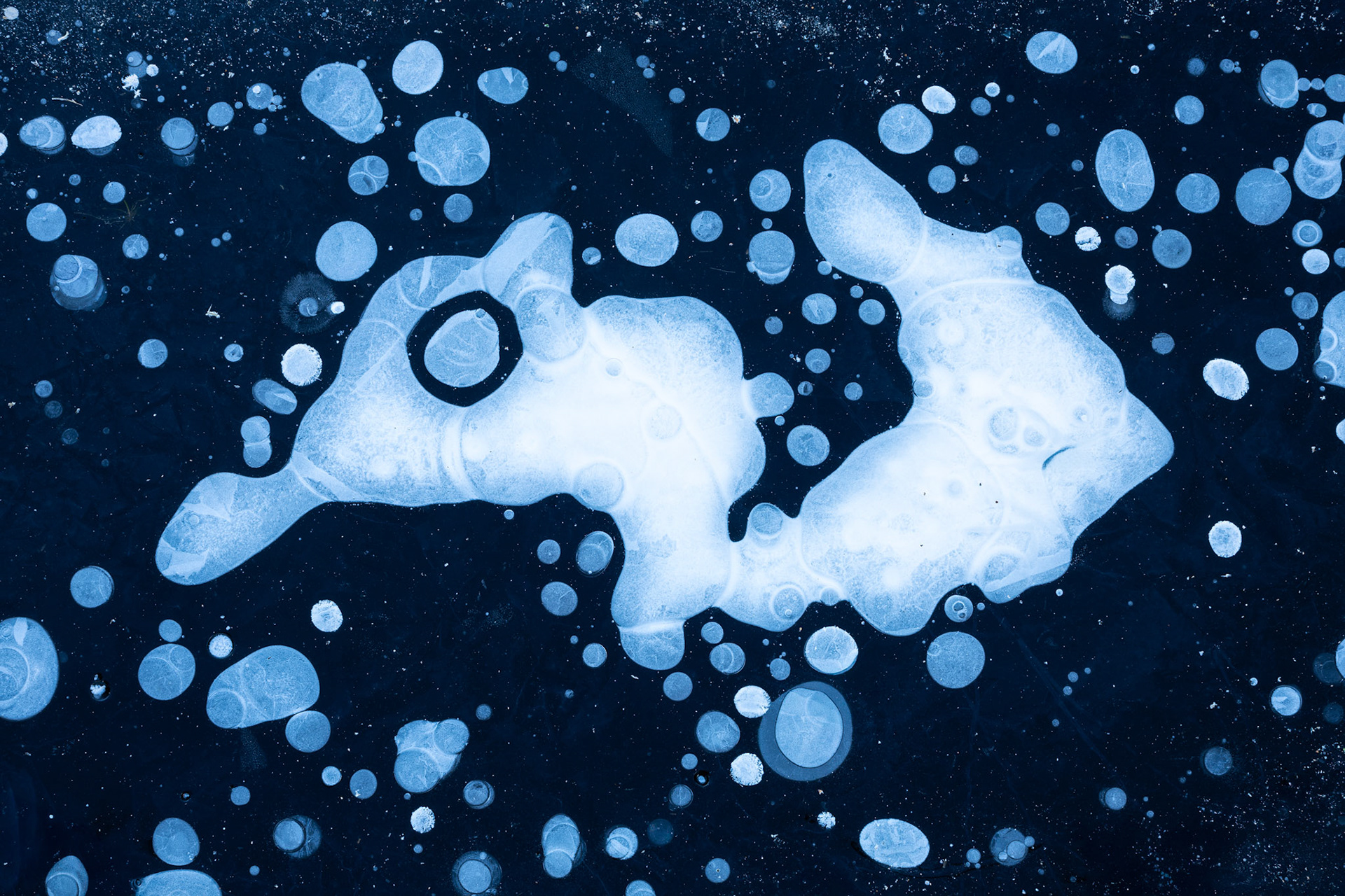 "Seahorse" (December 2024)
