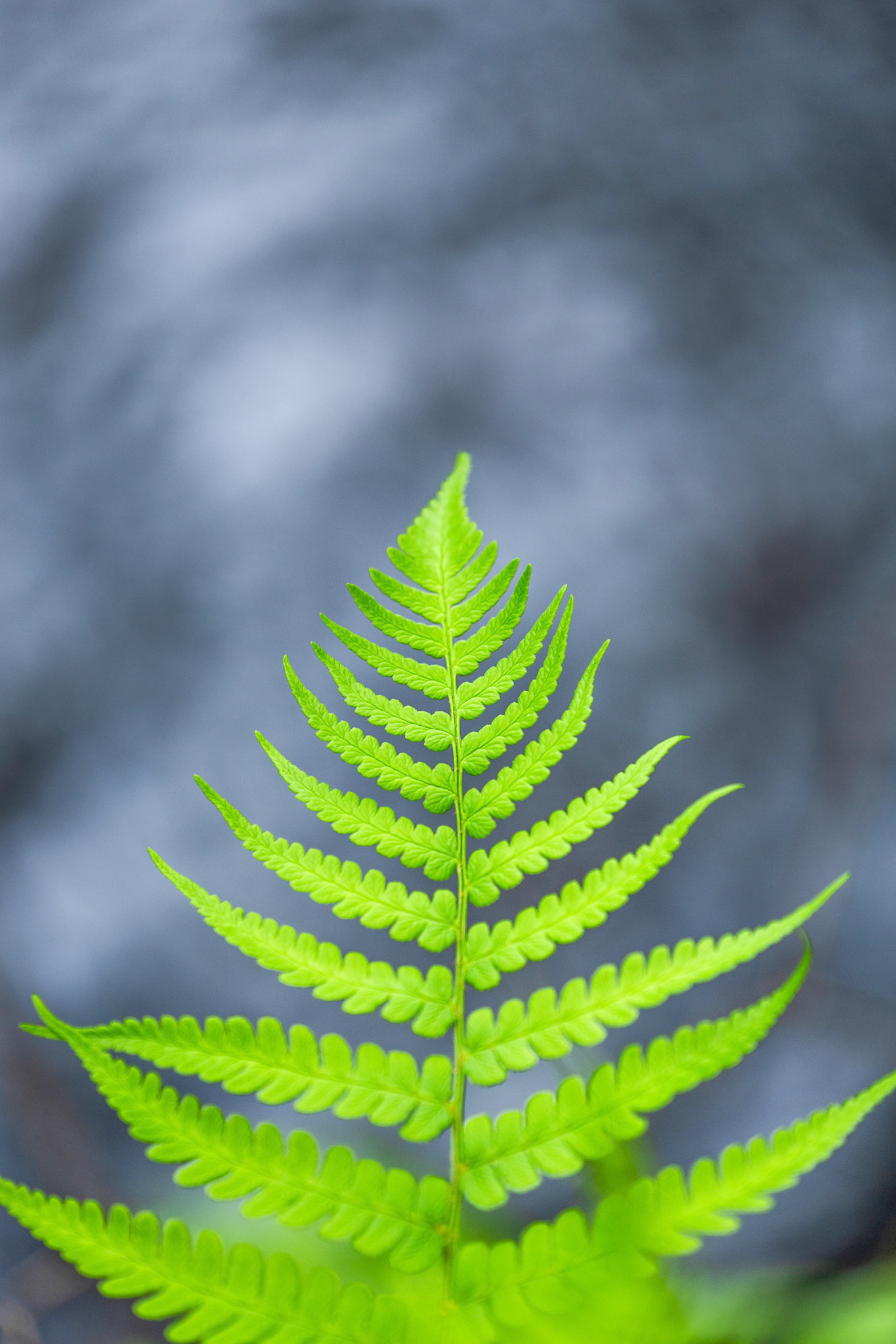 Trippy Fern