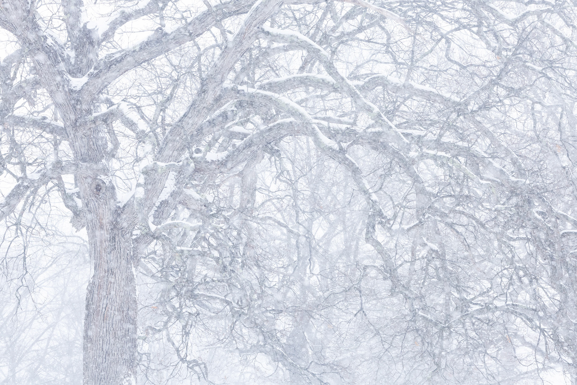 "Blizzard o' 26" (February 2026)