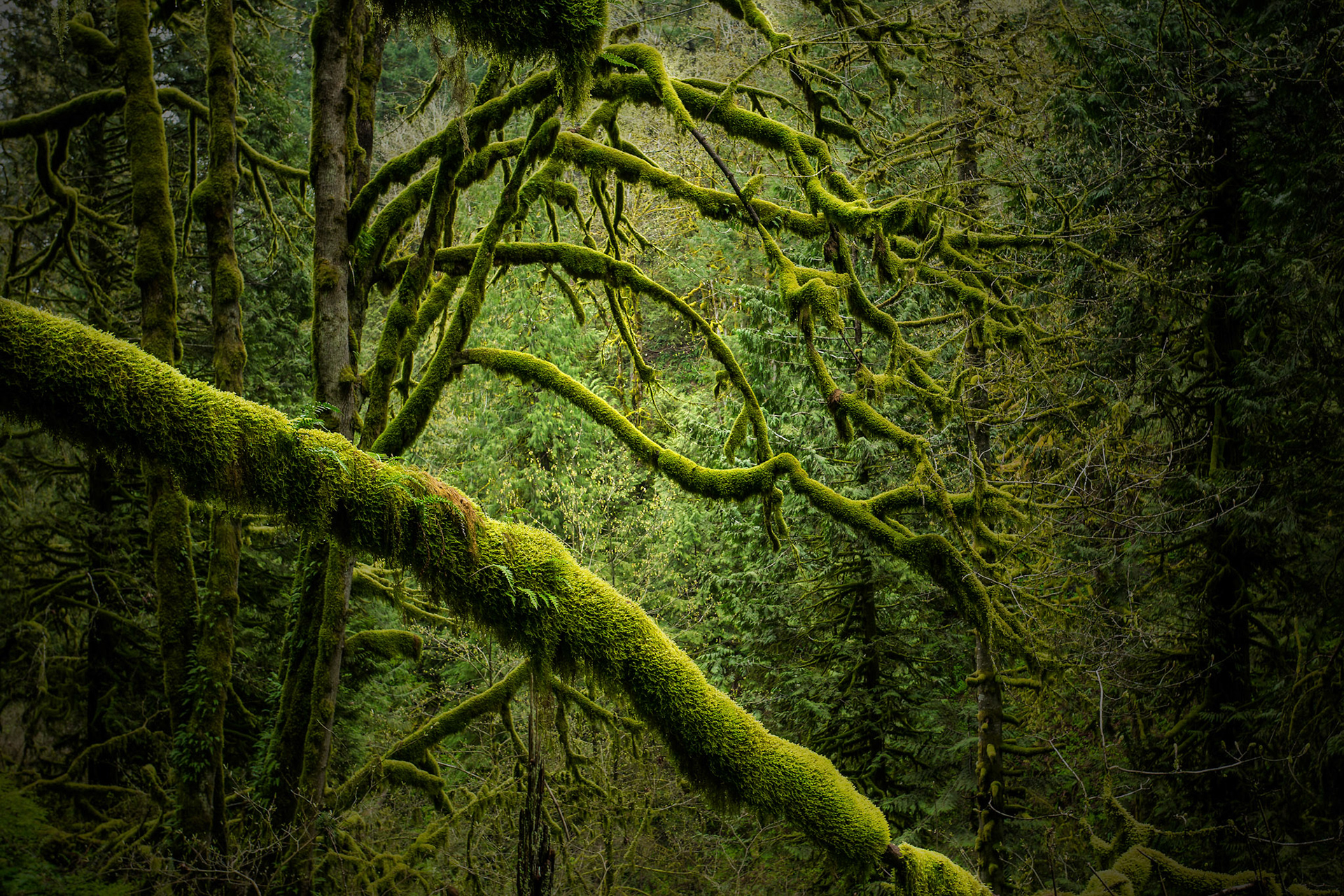 Columbia River Gorge