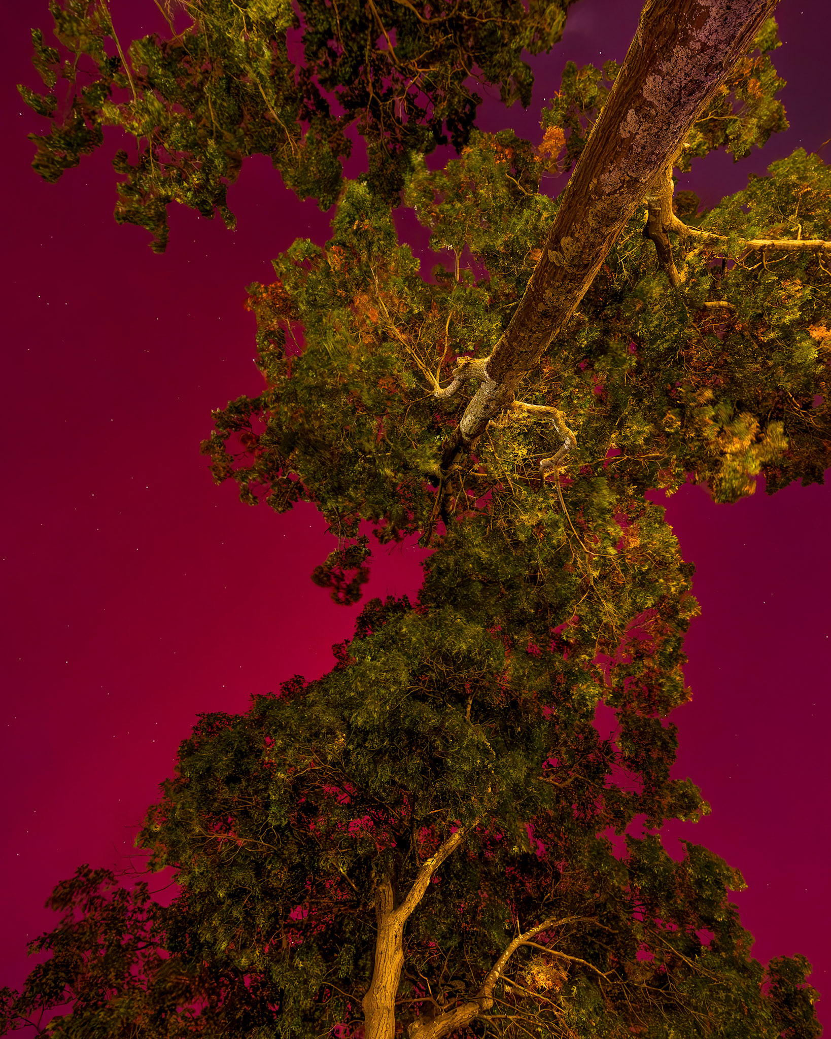 "Frontyard Aurora" (October 2024)