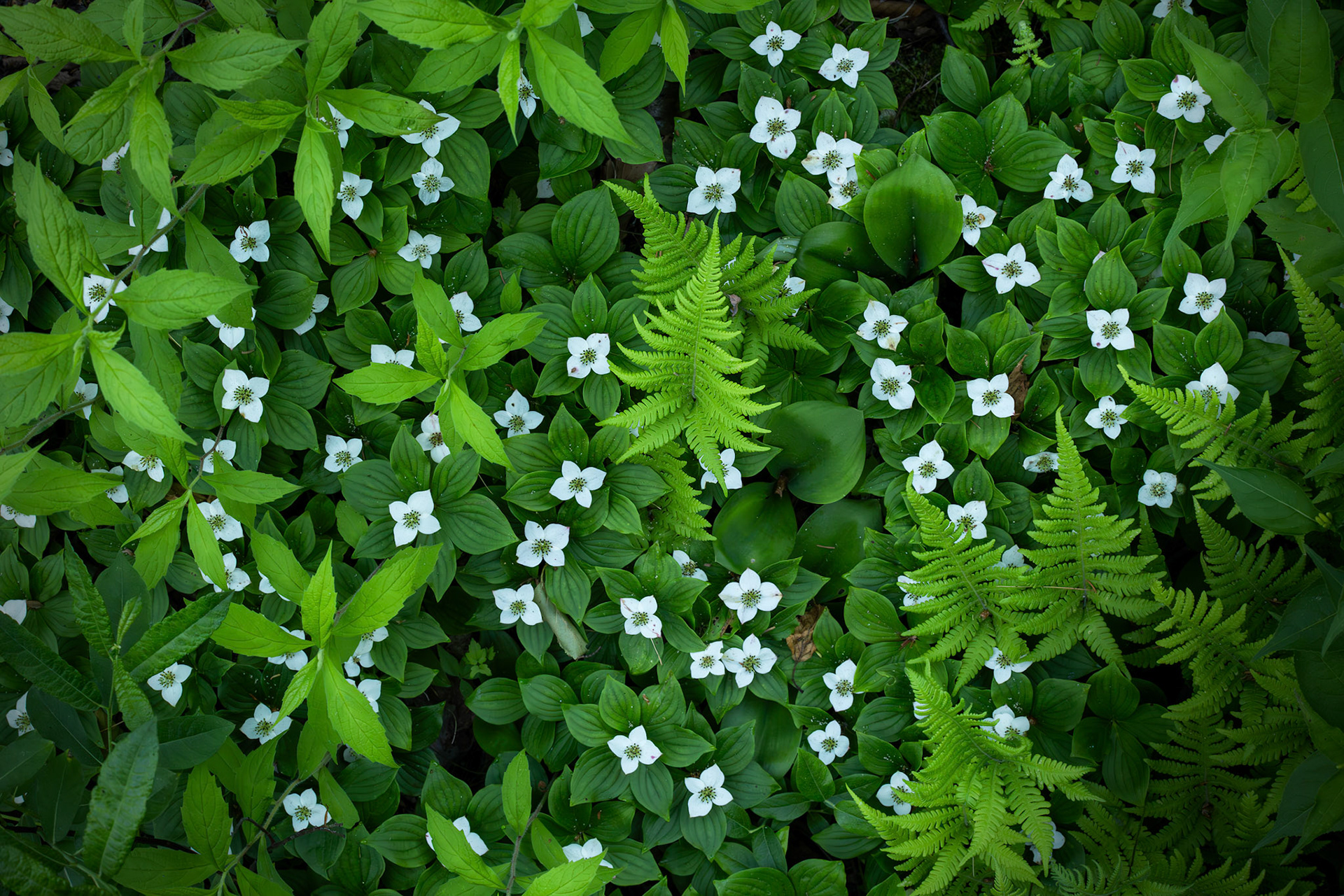 "Fern Gully" (June 2024)