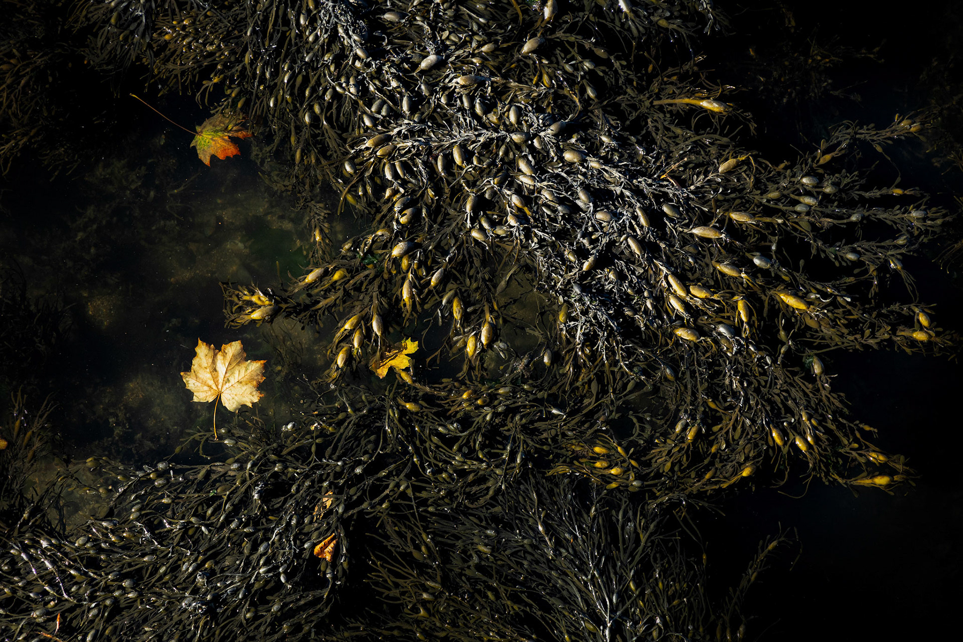 "Foliage and Jetsam" (October 2024)