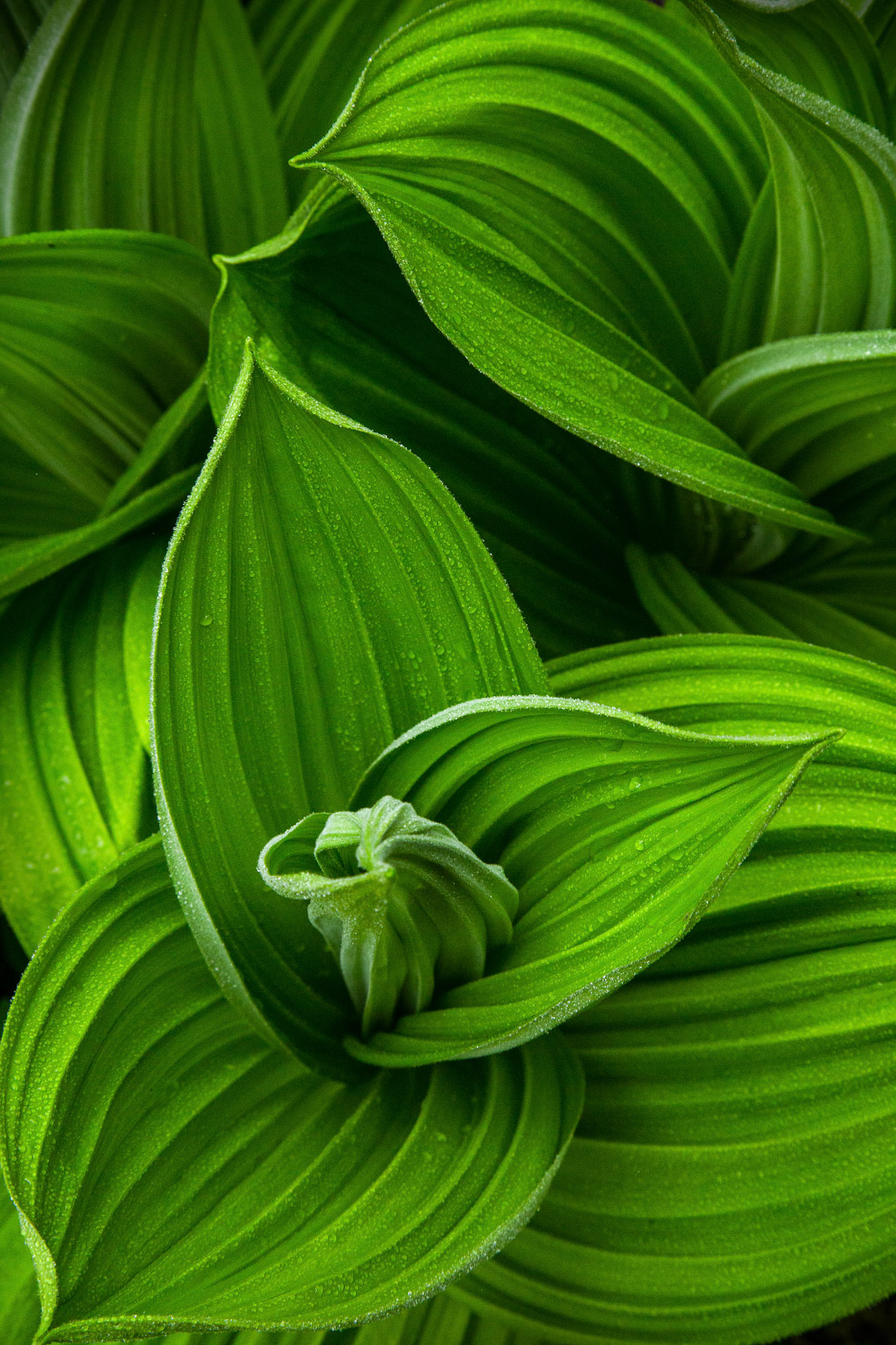 False Hellebore
