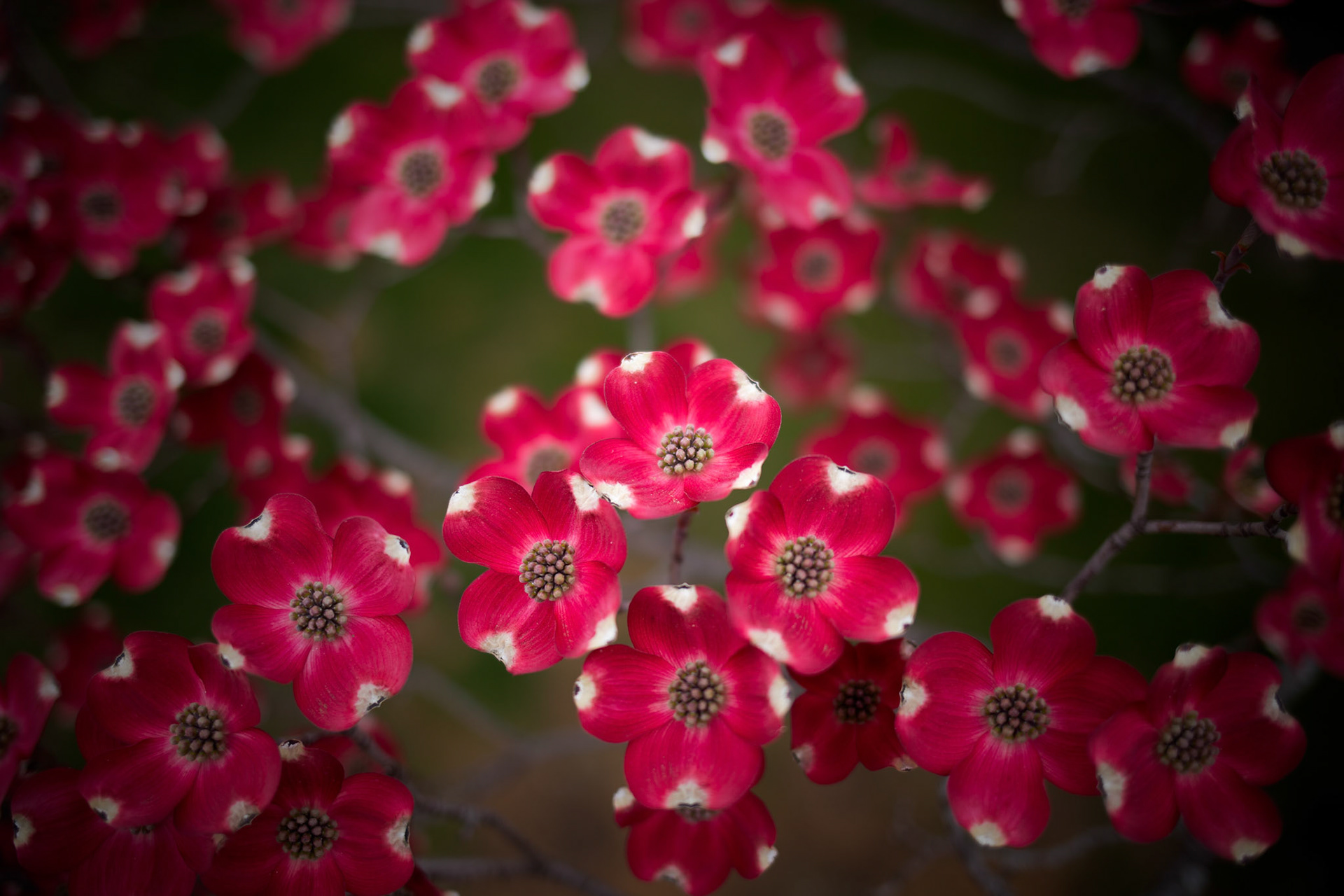 Dogwood Blossoms