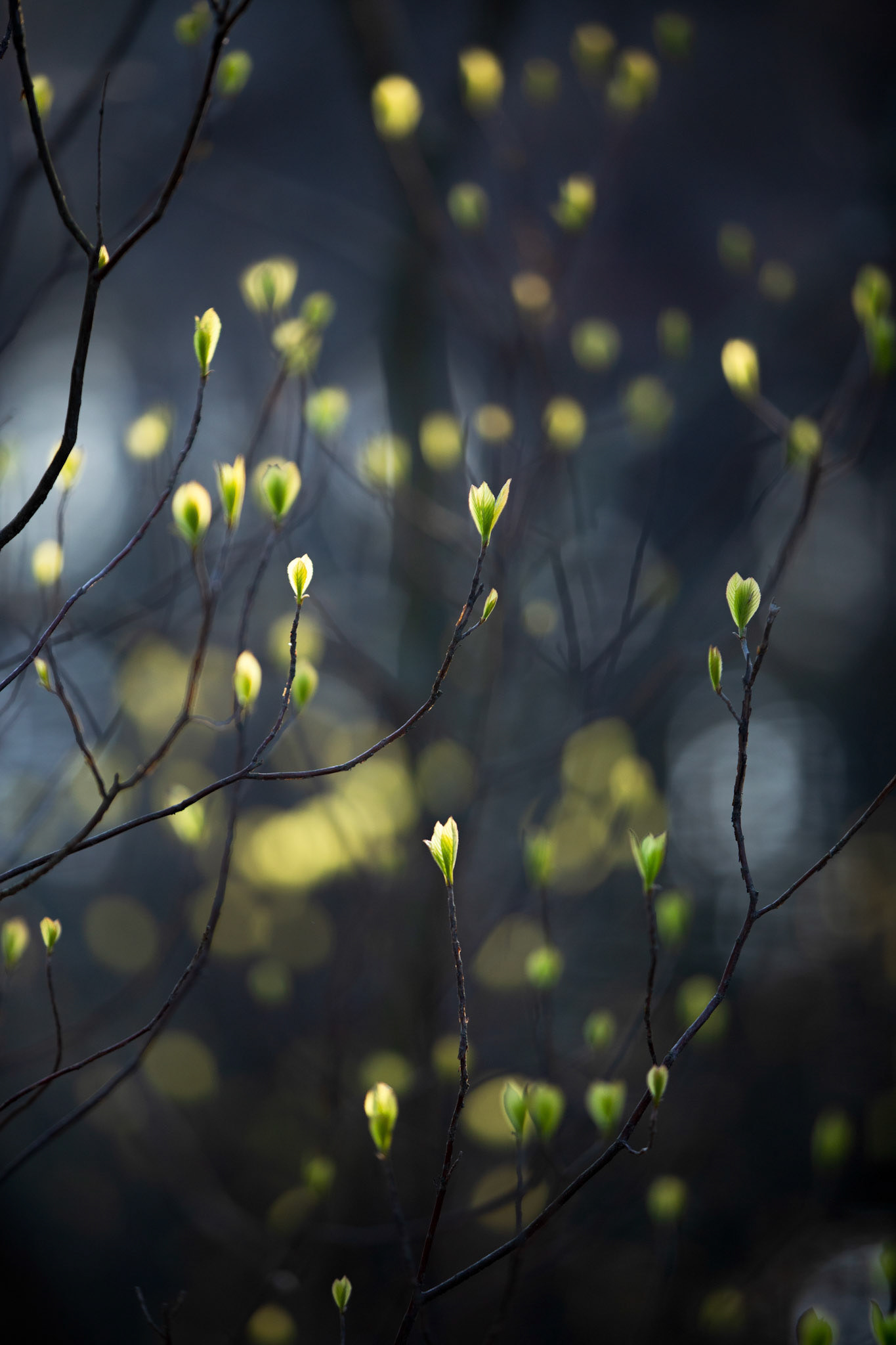 Backlit Buds