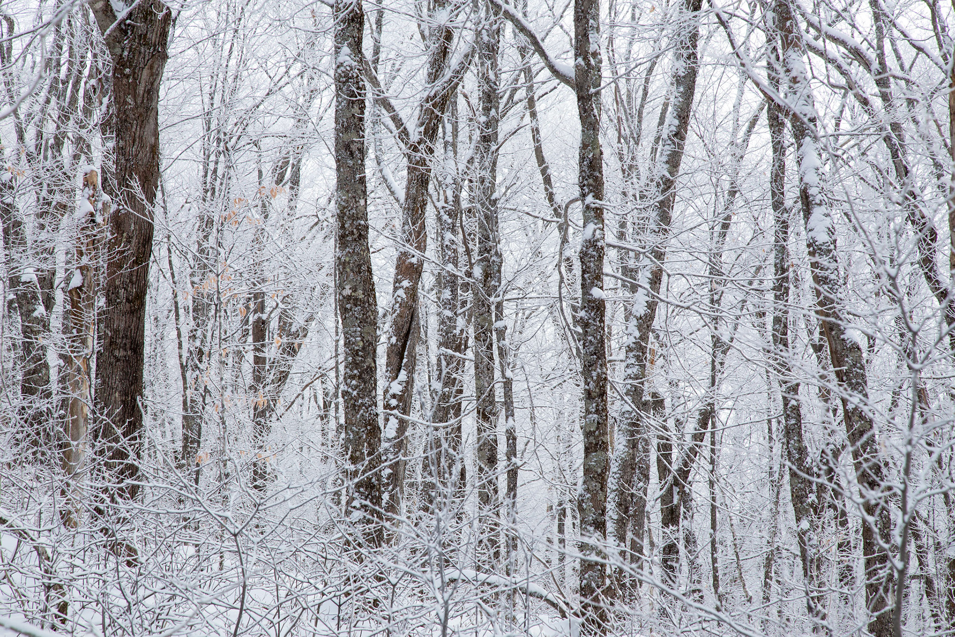 White Snow in the White Mountains