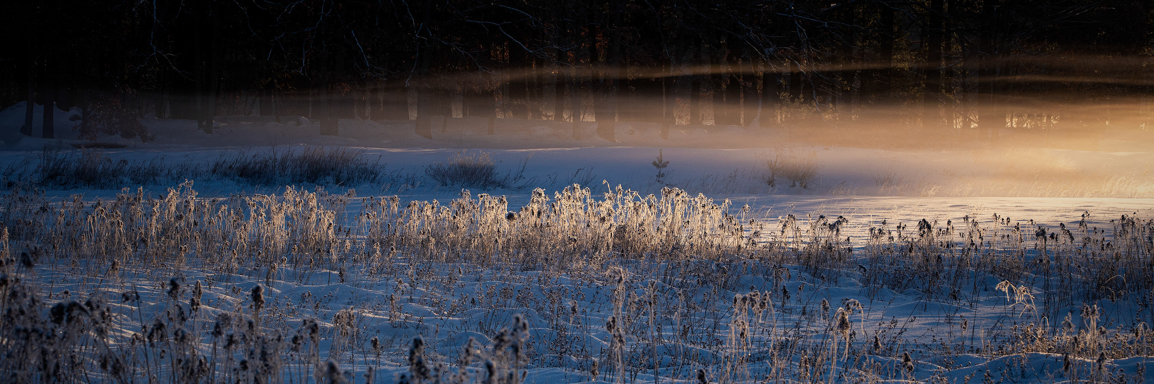 Bog Fog