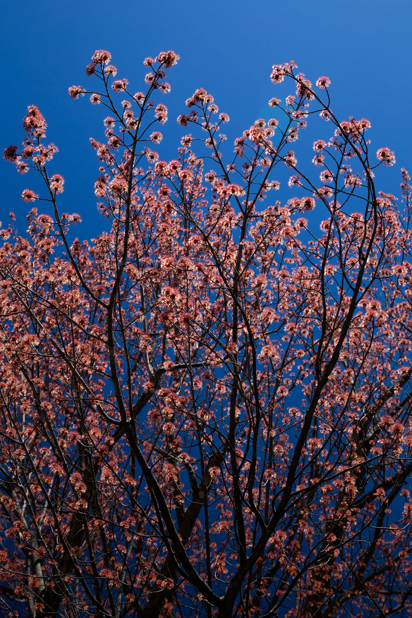 Maple Flowers