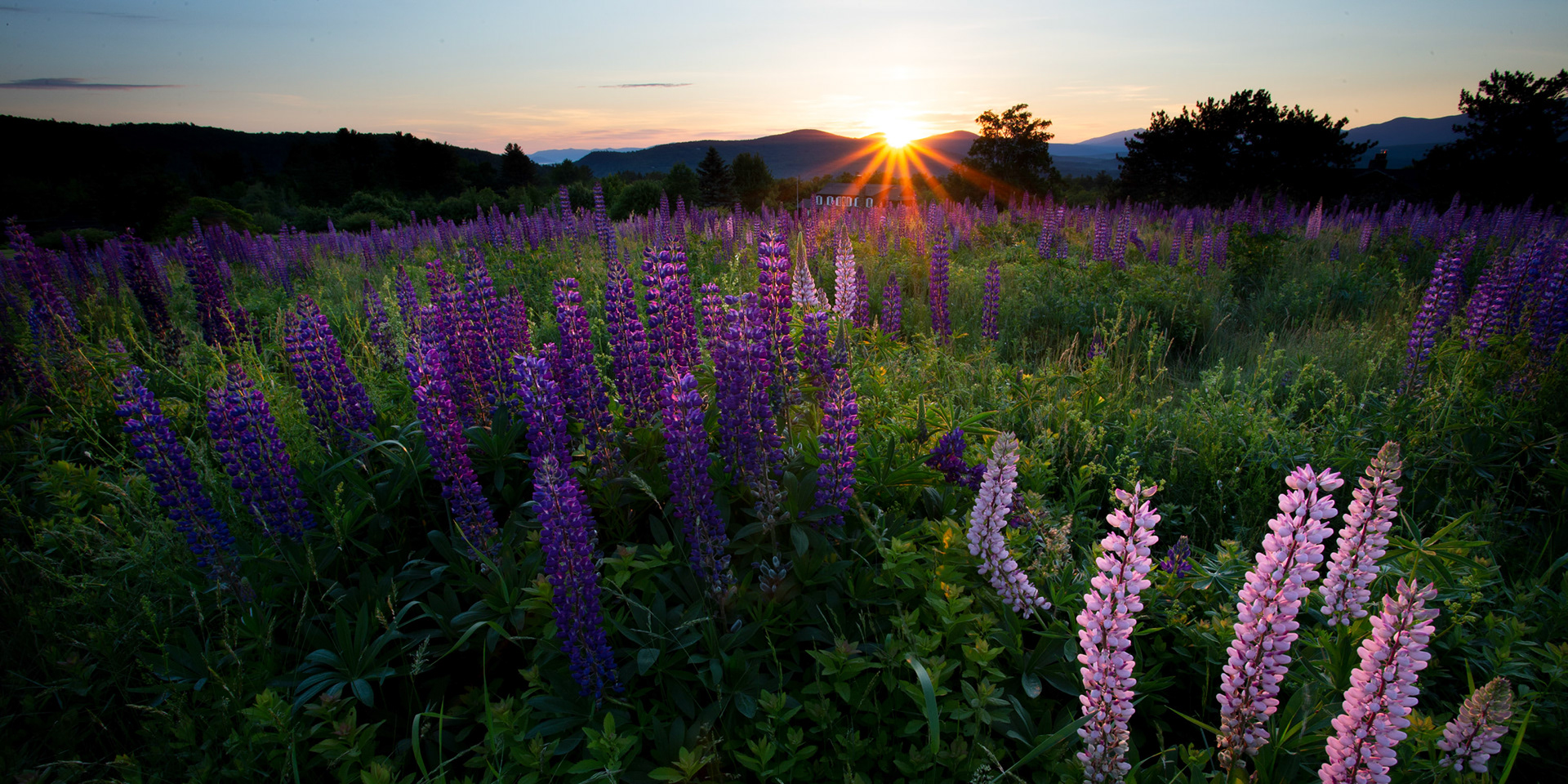 Lupine Sunrise