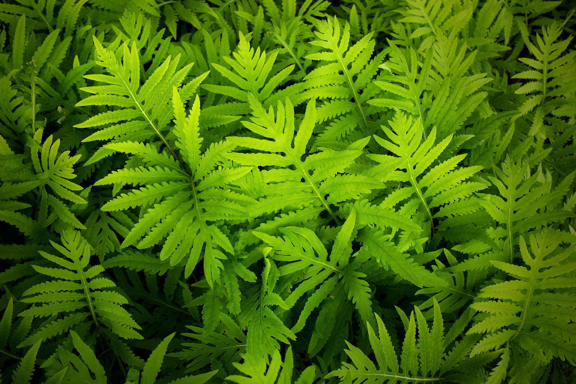Spring Greens