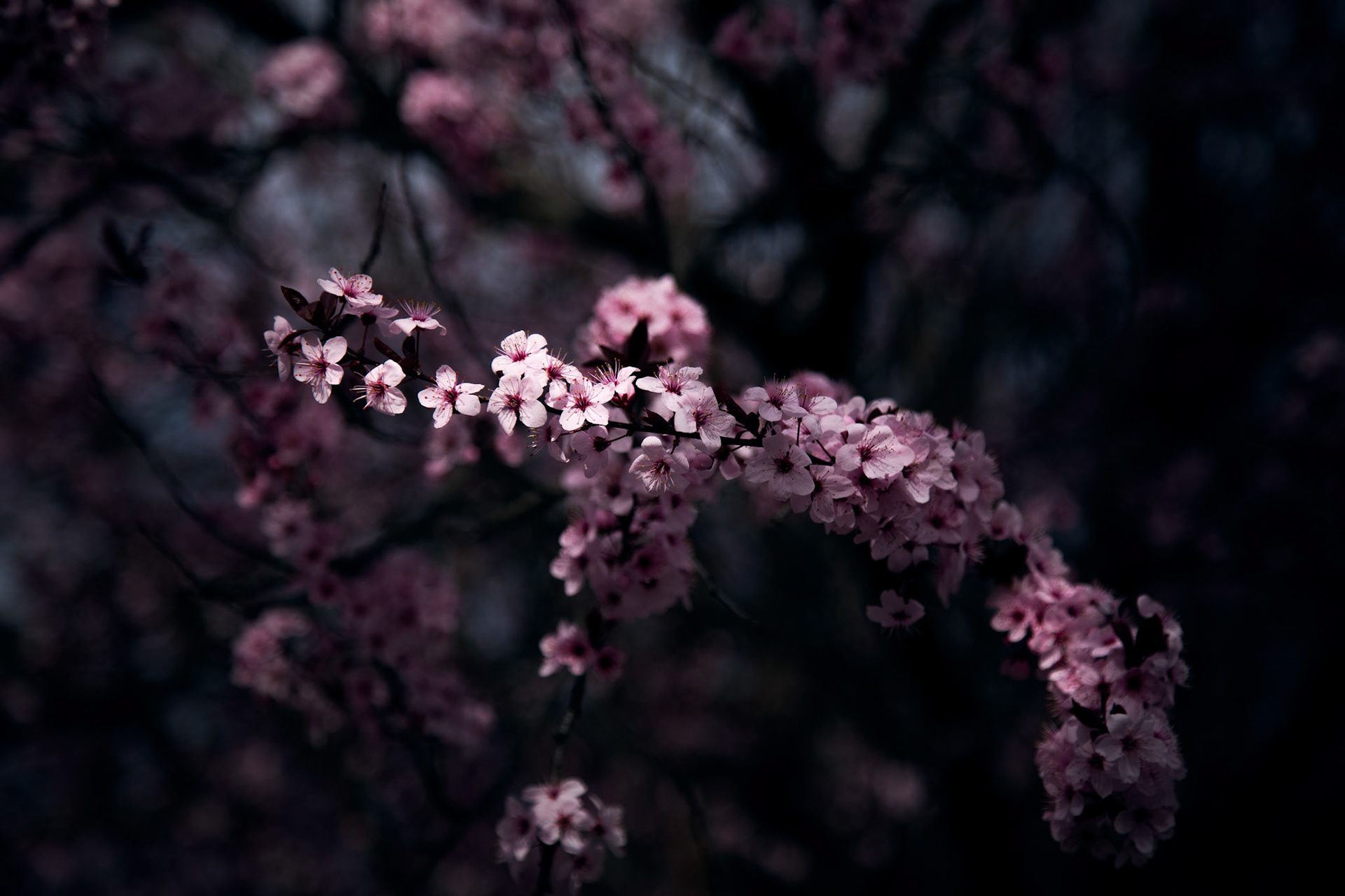 Spring Blossoms