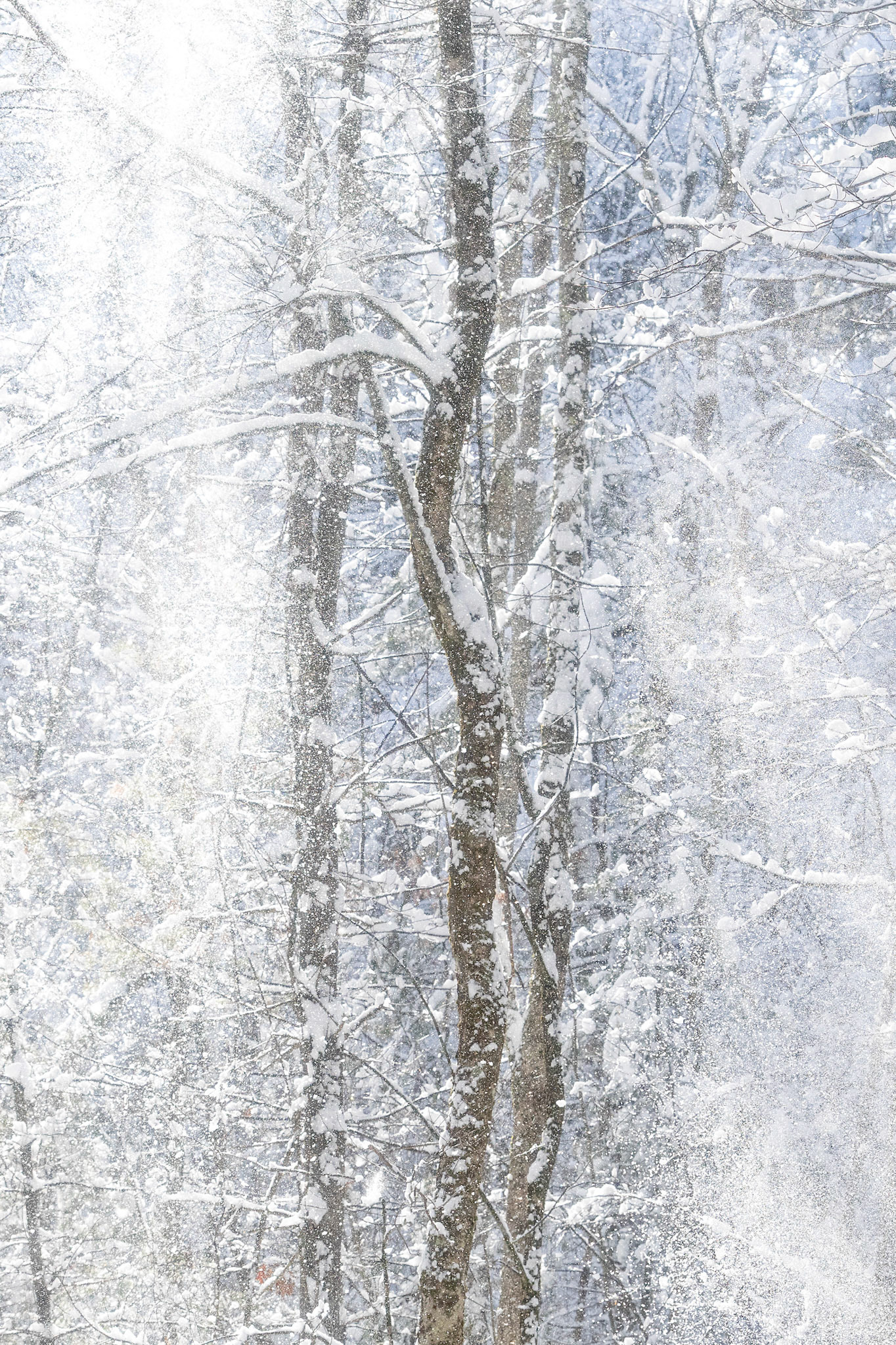 "Snowfalls" (January 2026)