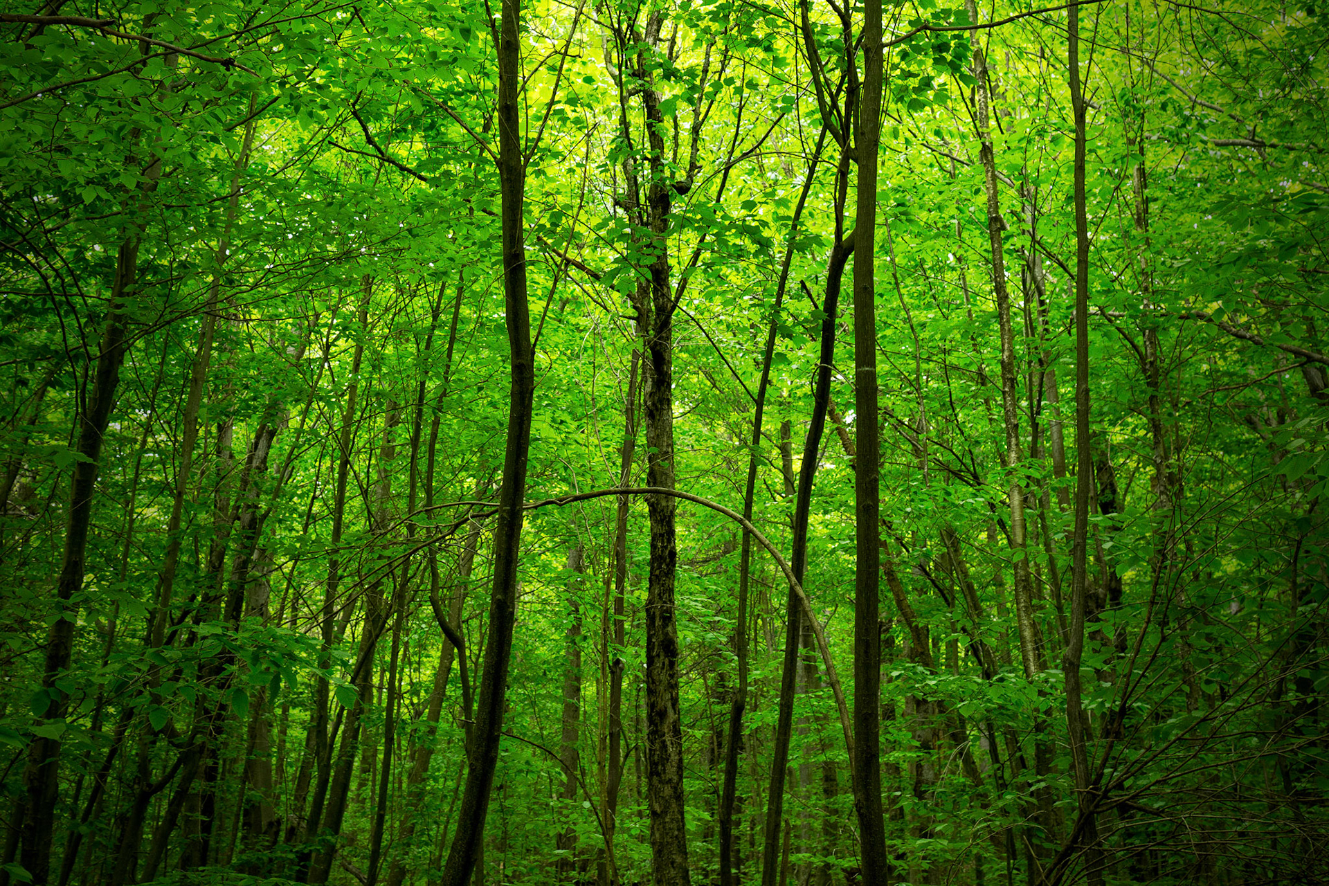 Mount Major Canopy