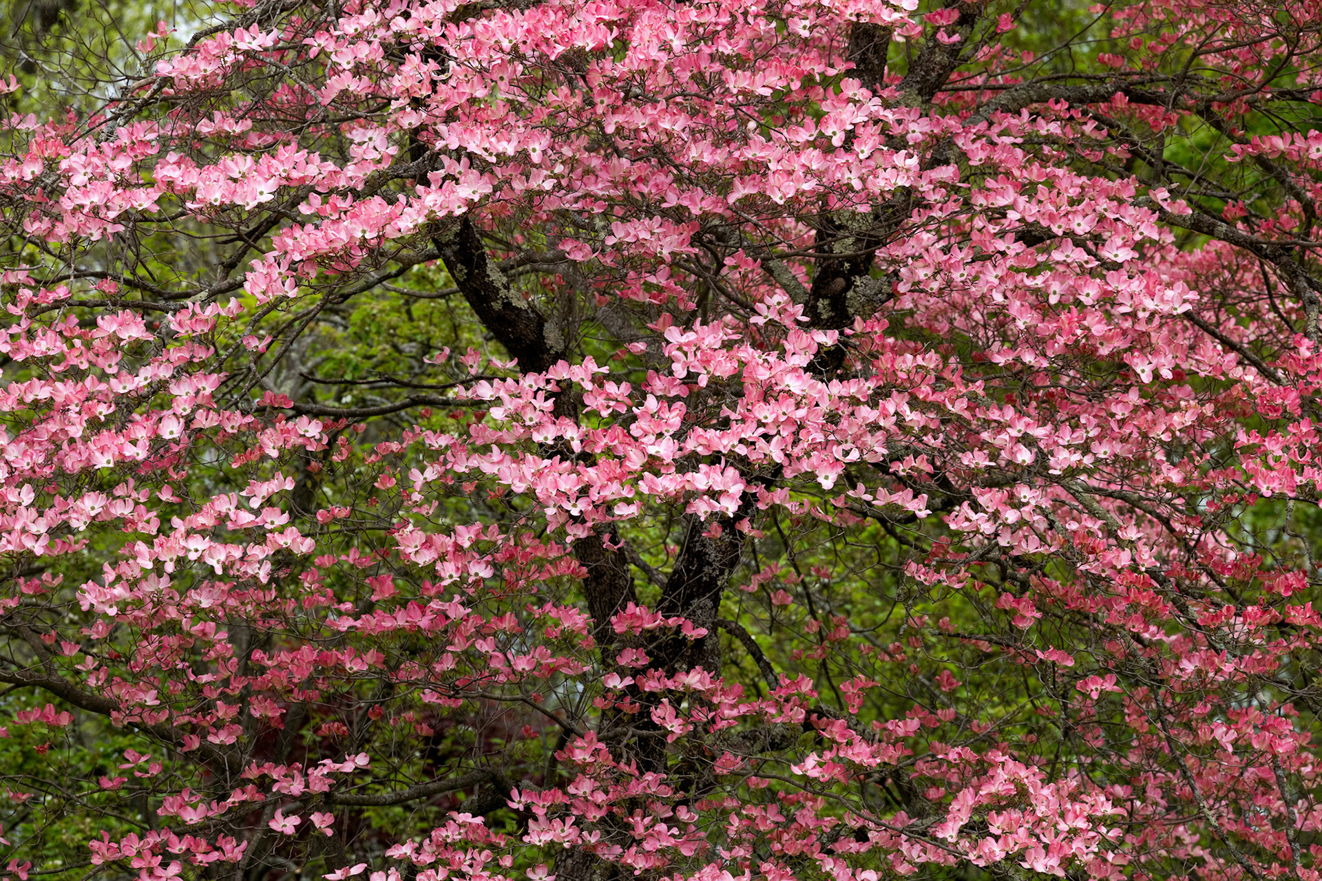 Dogwood Mania