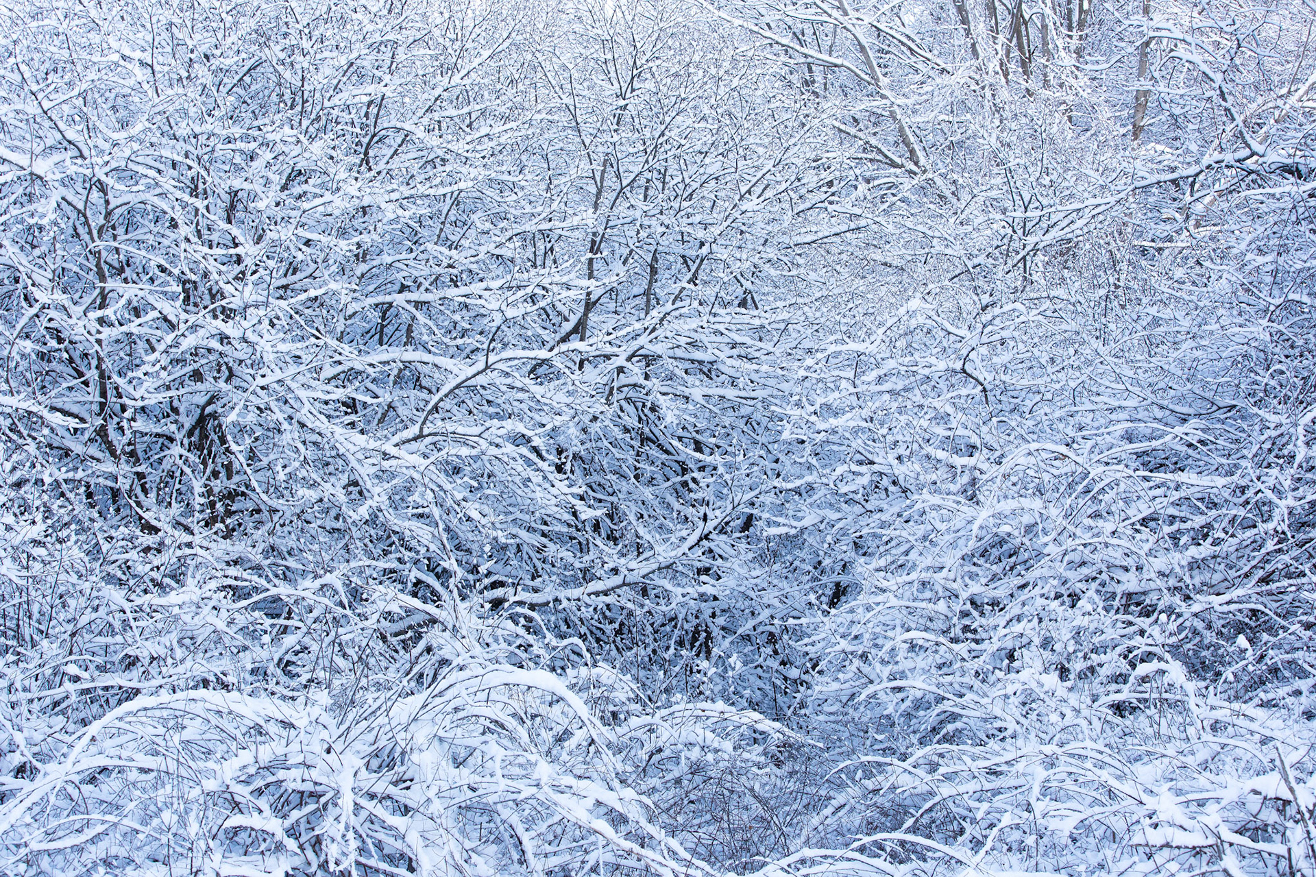 Snowy Thicket