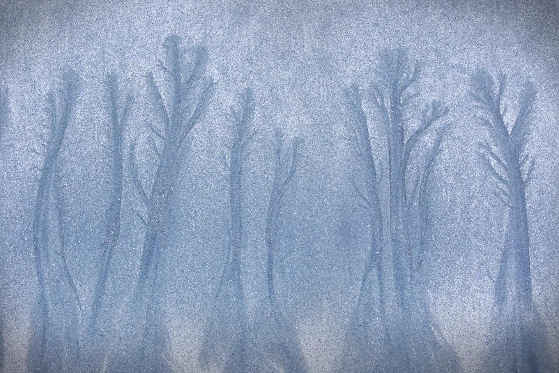 Beach Trees