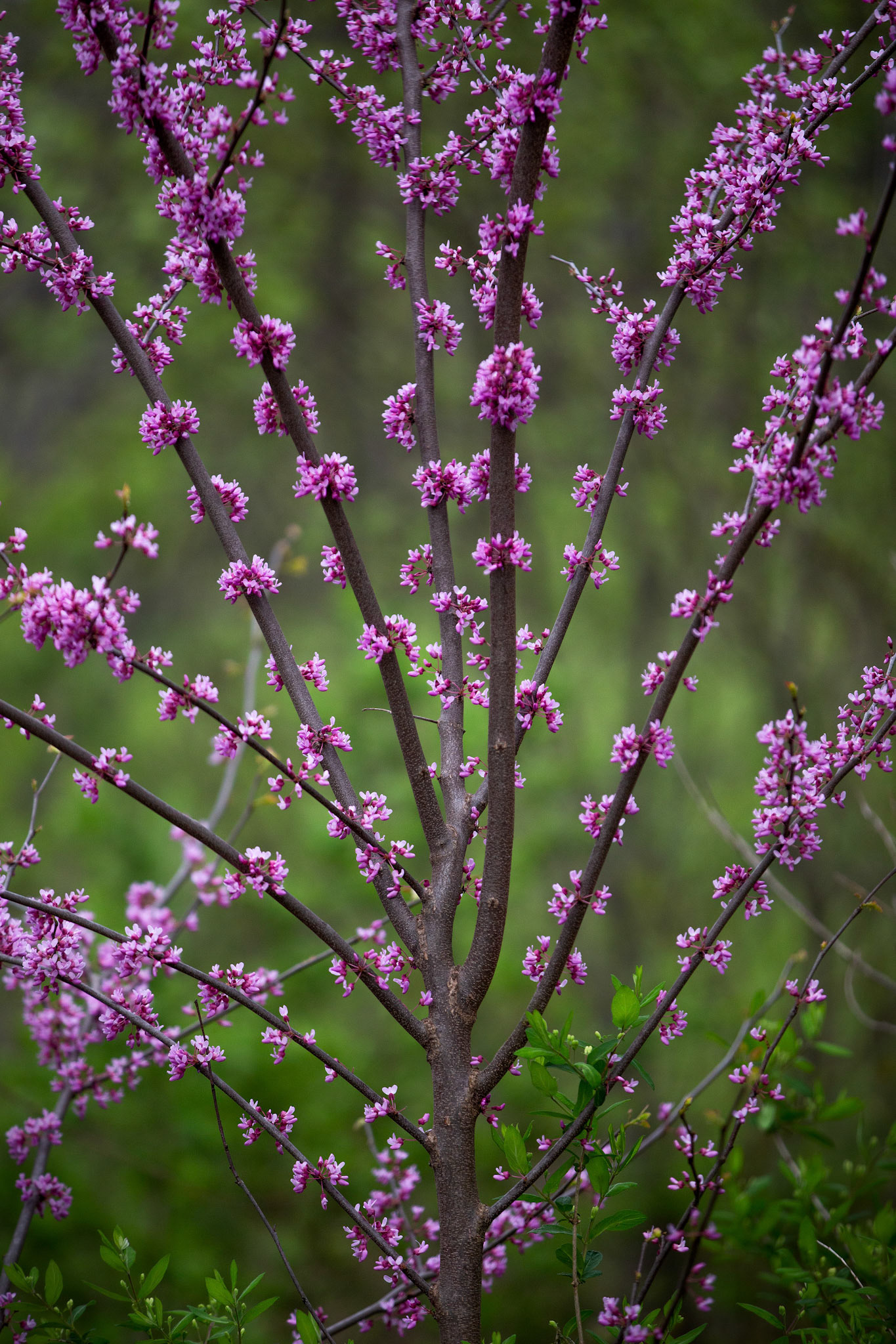 Eastern Redbud