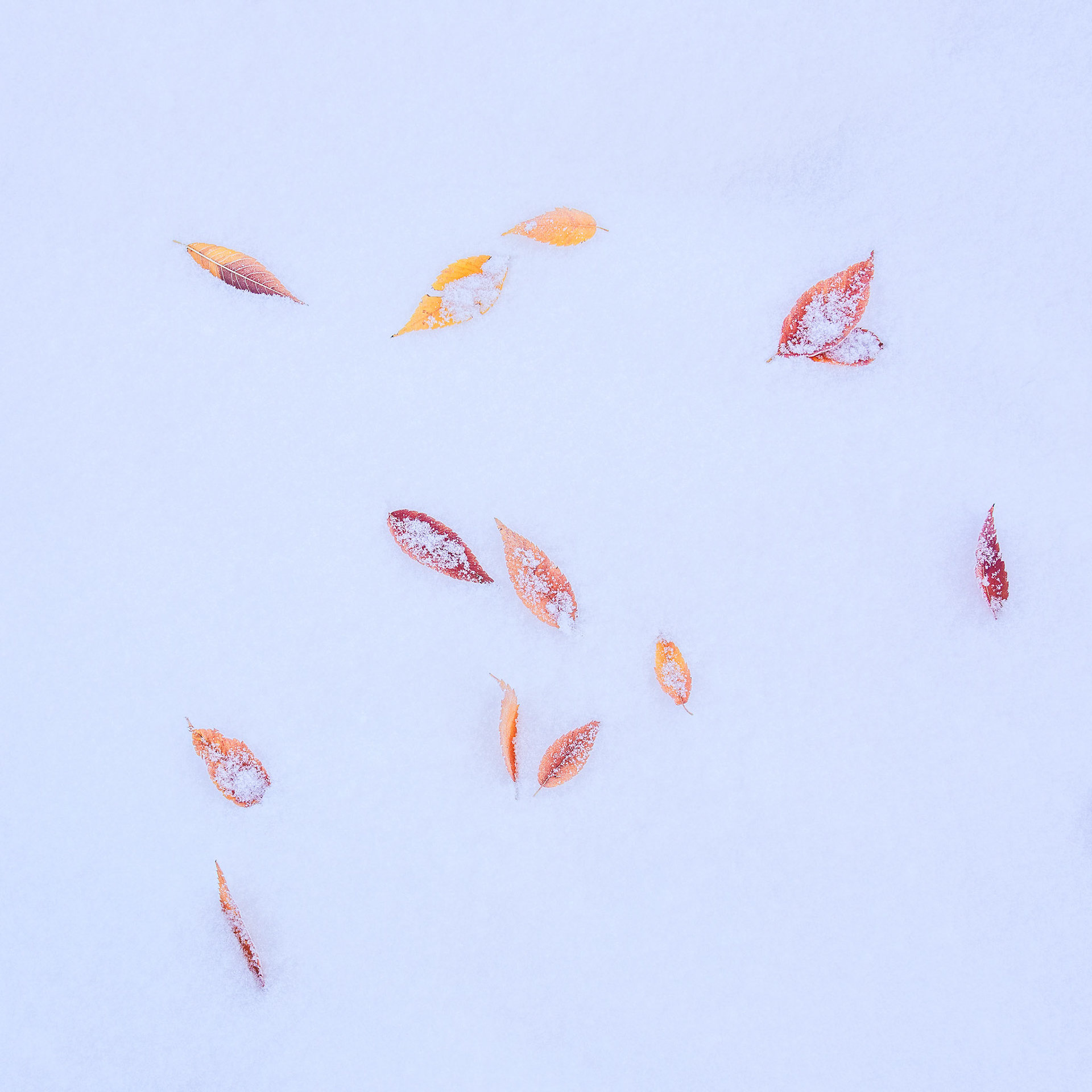 Snowliage