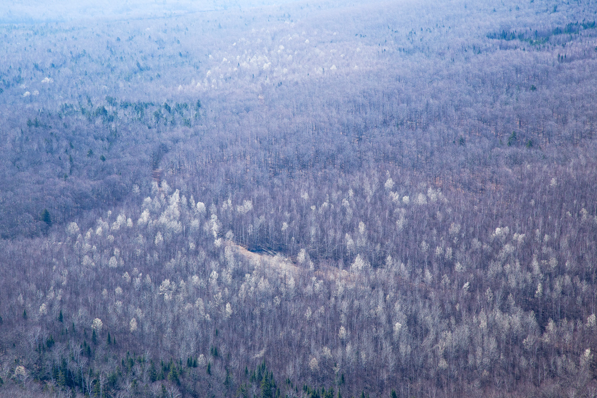 Ghost Trees