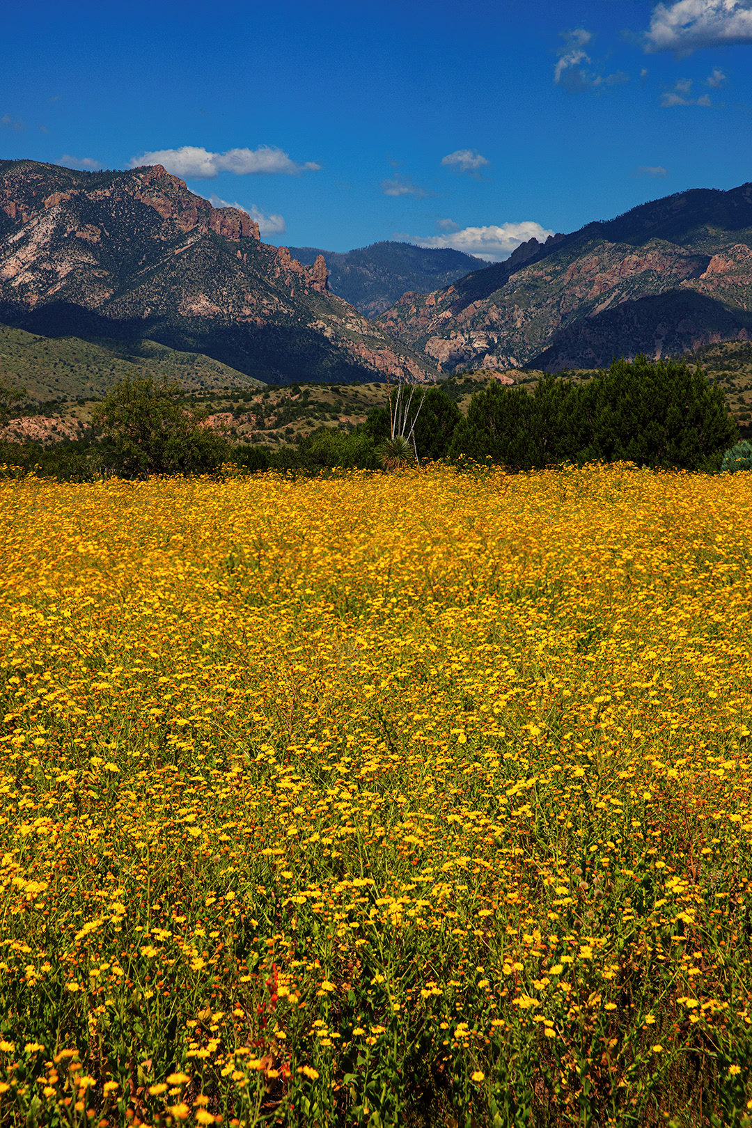 Leopold Vista Yellow Carpet