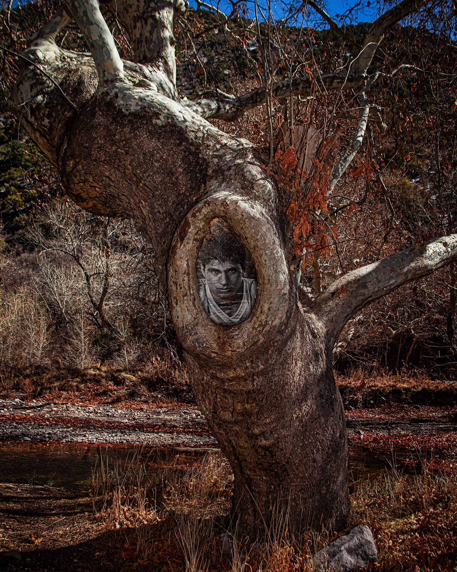 The Face in the Sycamore
