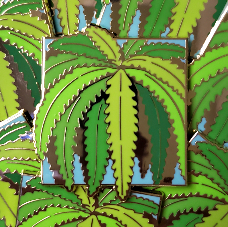 nephrolepis exaltata