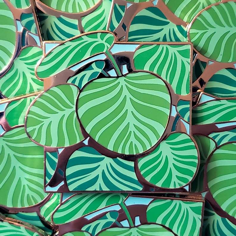 calathea orbifolia