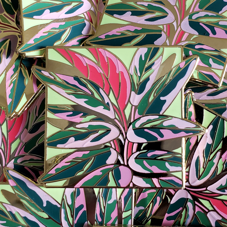 calathea triostar
