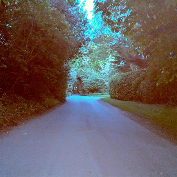 The Forest