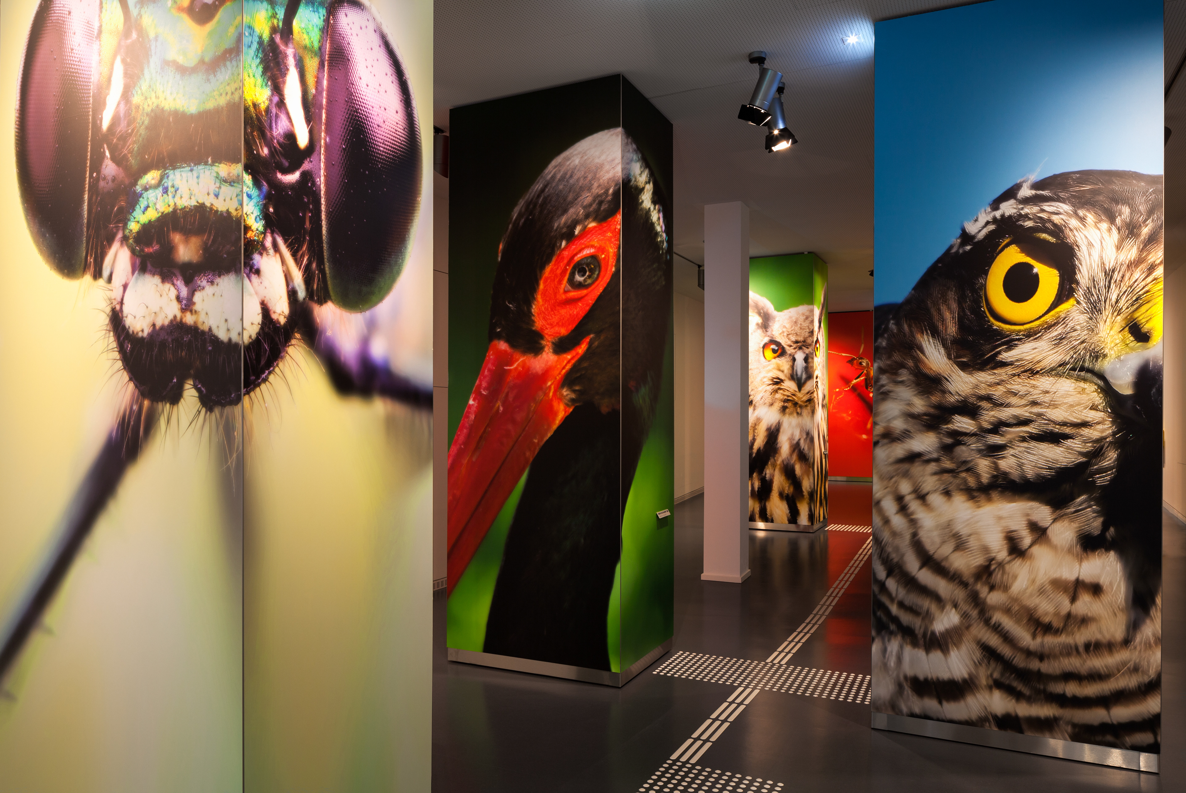 Fotografien von Vogelsang IP Nationalpark Zentrum Eifel, Dauerausstellung "Wildnis(t)räume"