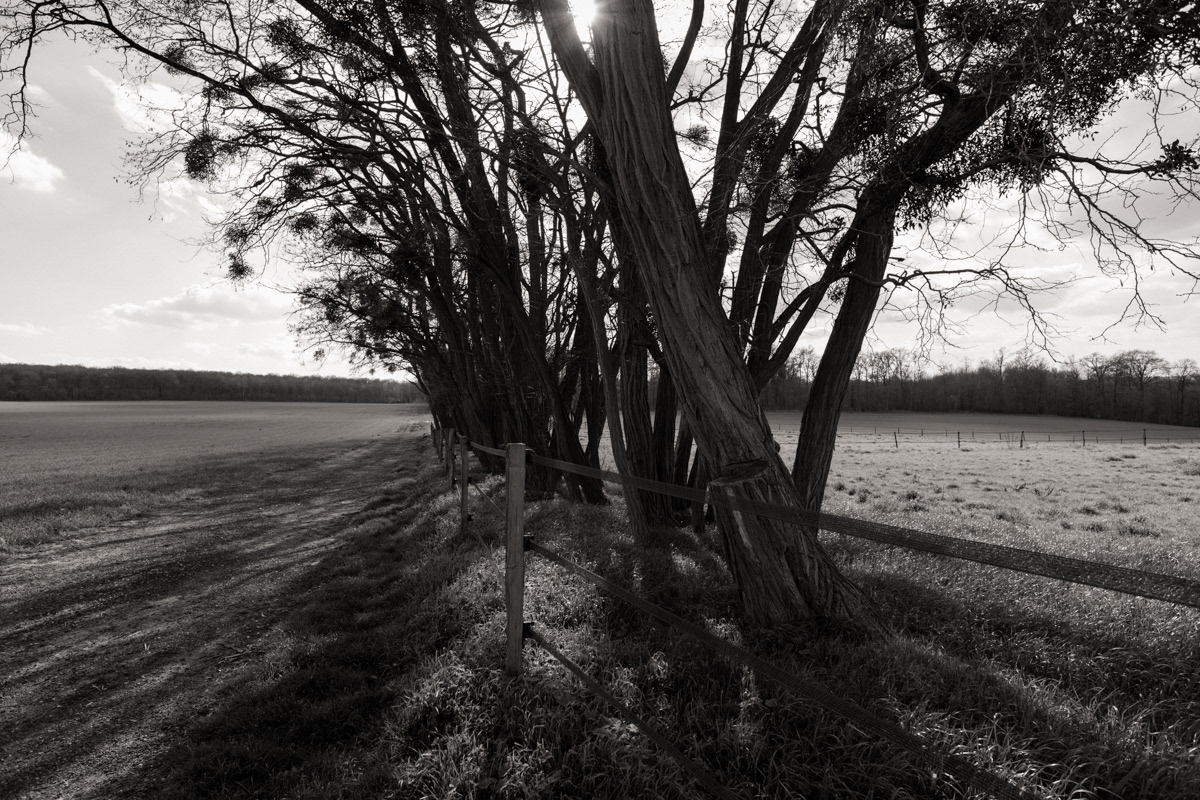 © Jean-Charles Léon