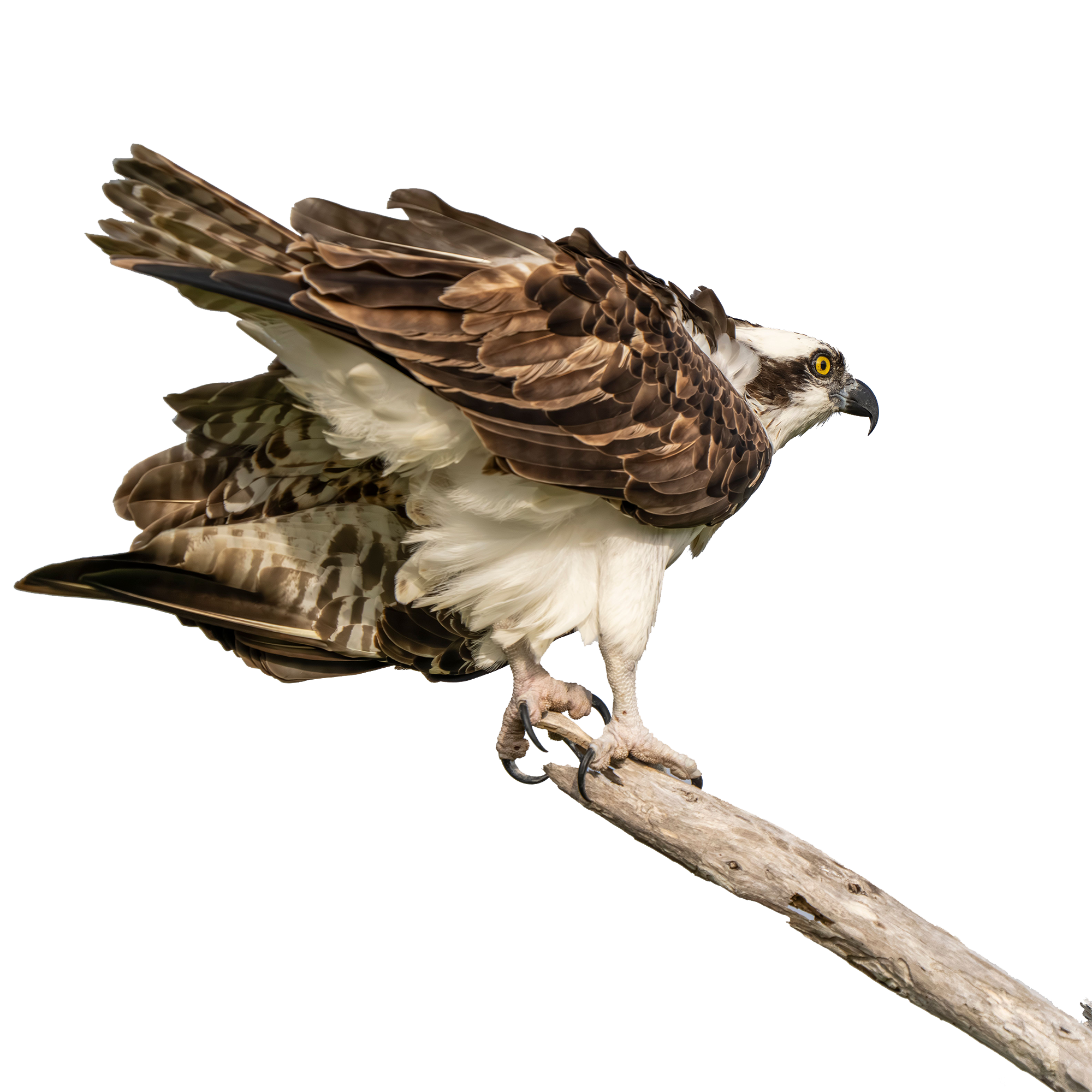 OSPREY's POST