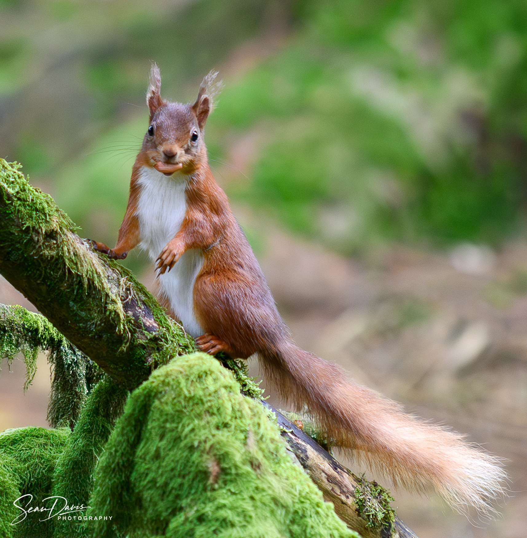 Red Squirrel