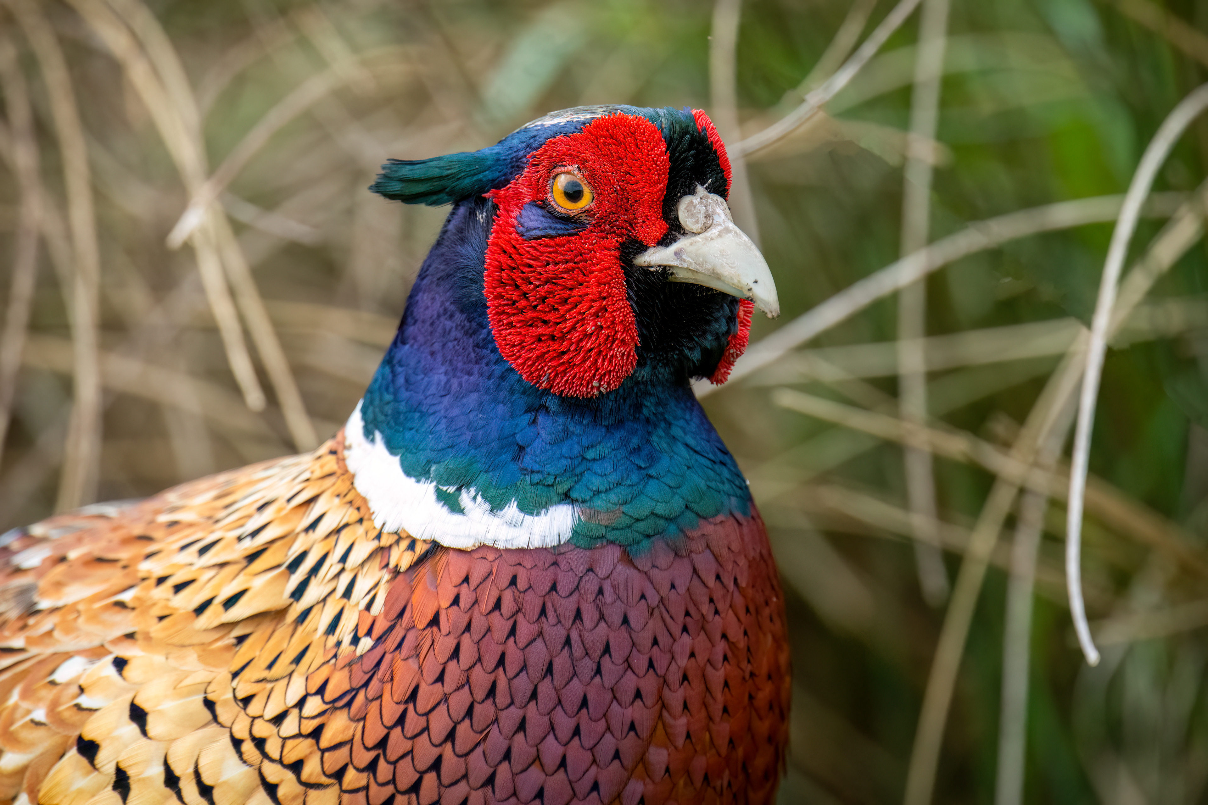 Ring Neck Pheasant