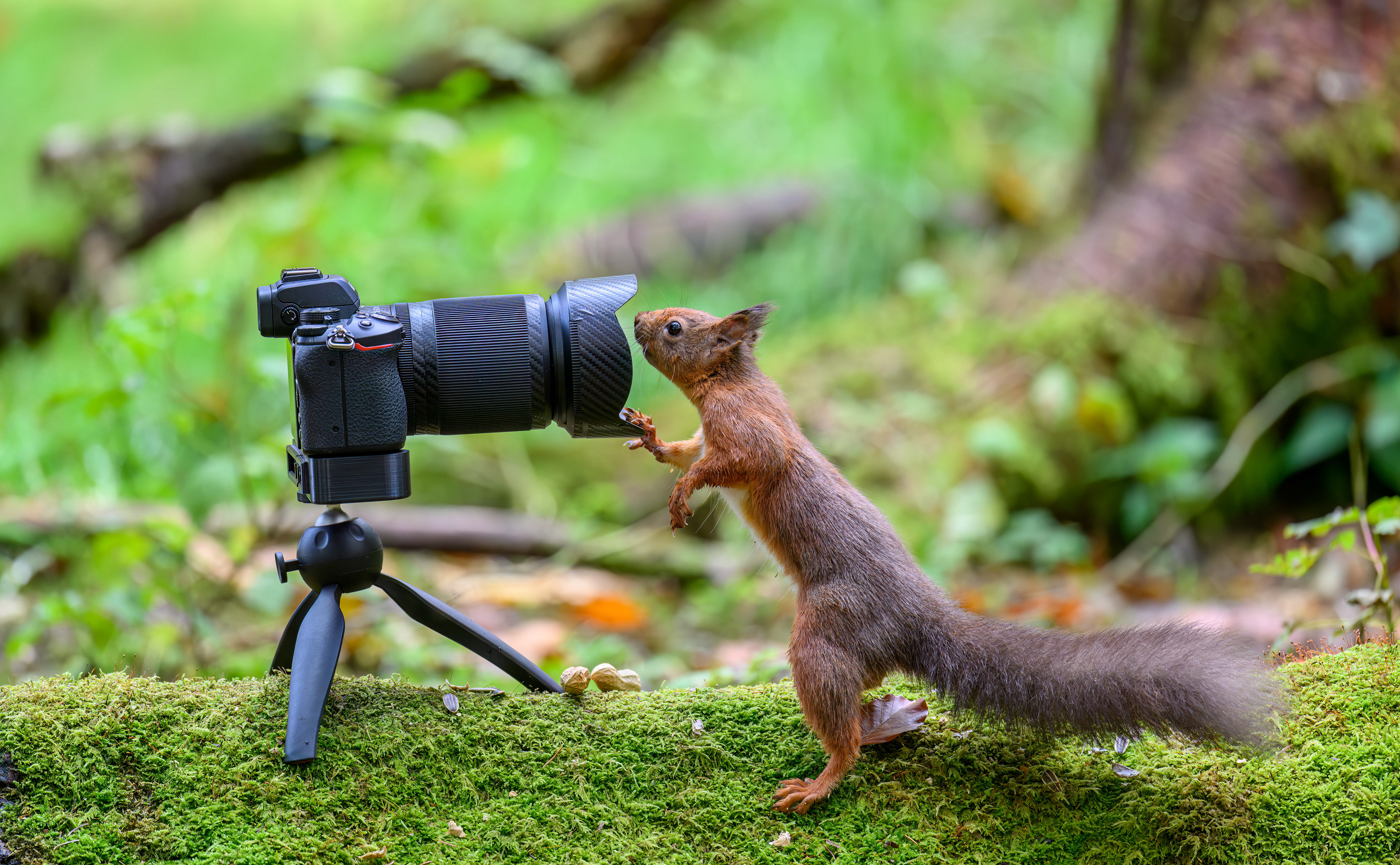 Red Squirrel