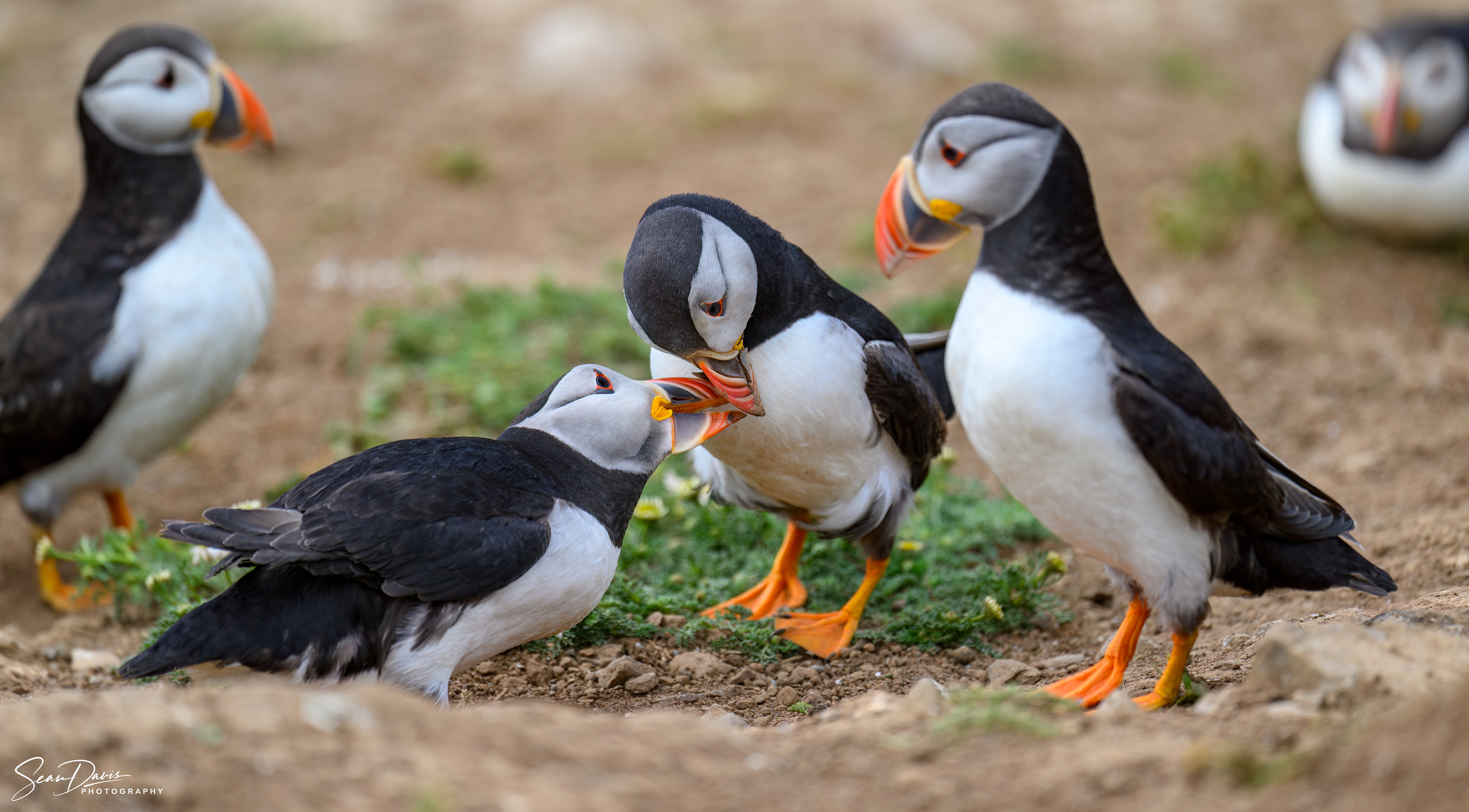 Puffin