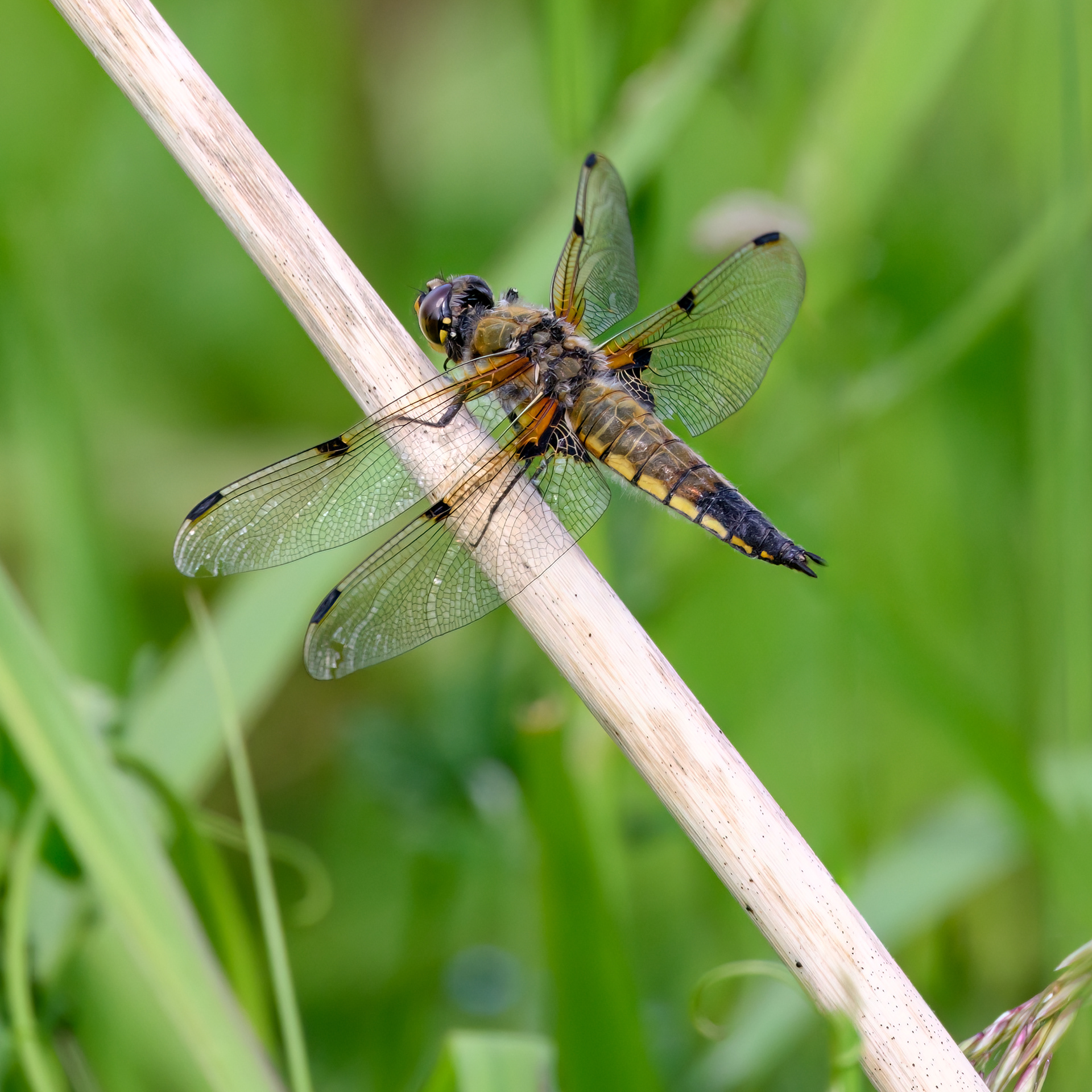 Four-spotted Chaser