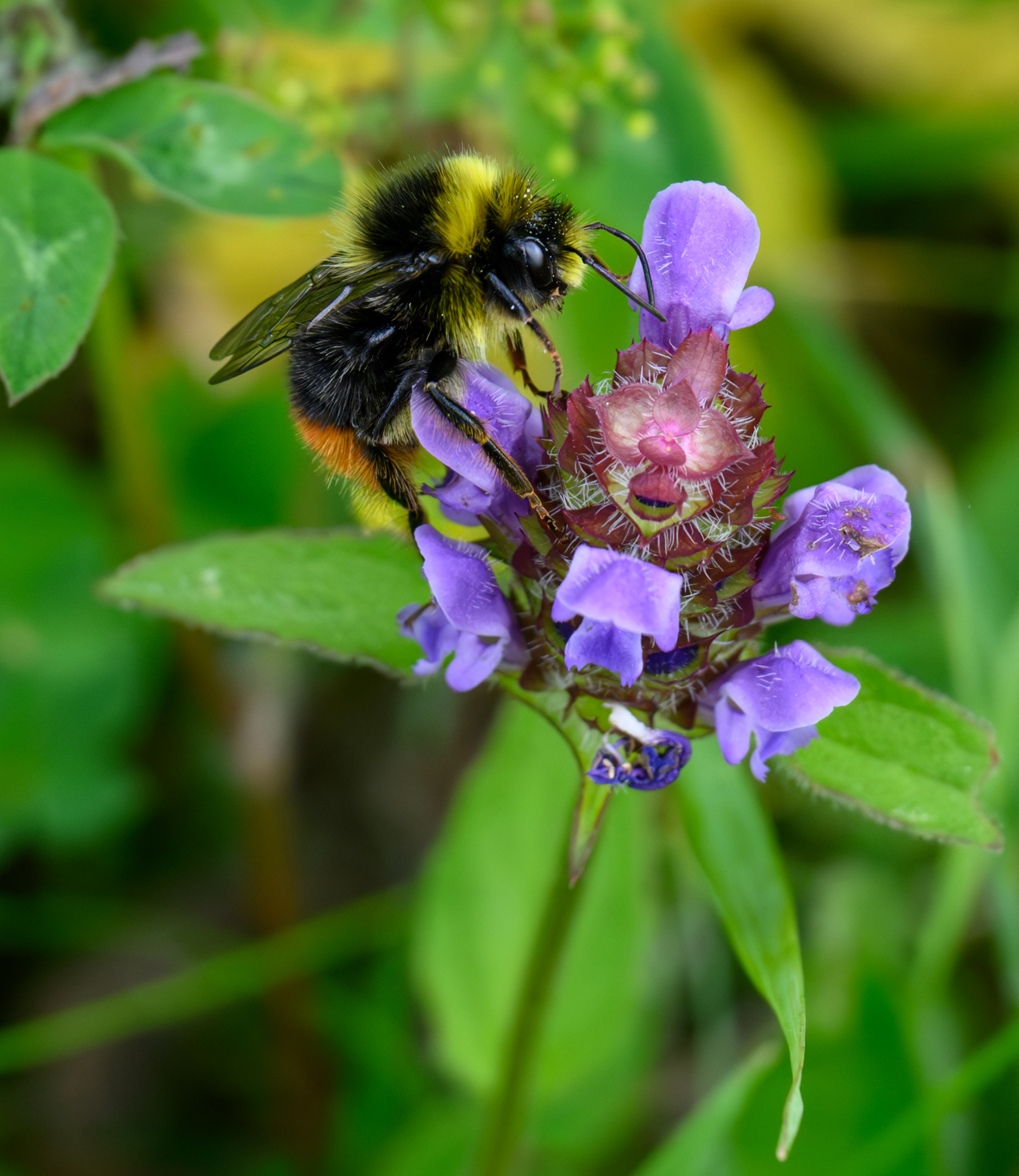 BumbleBee