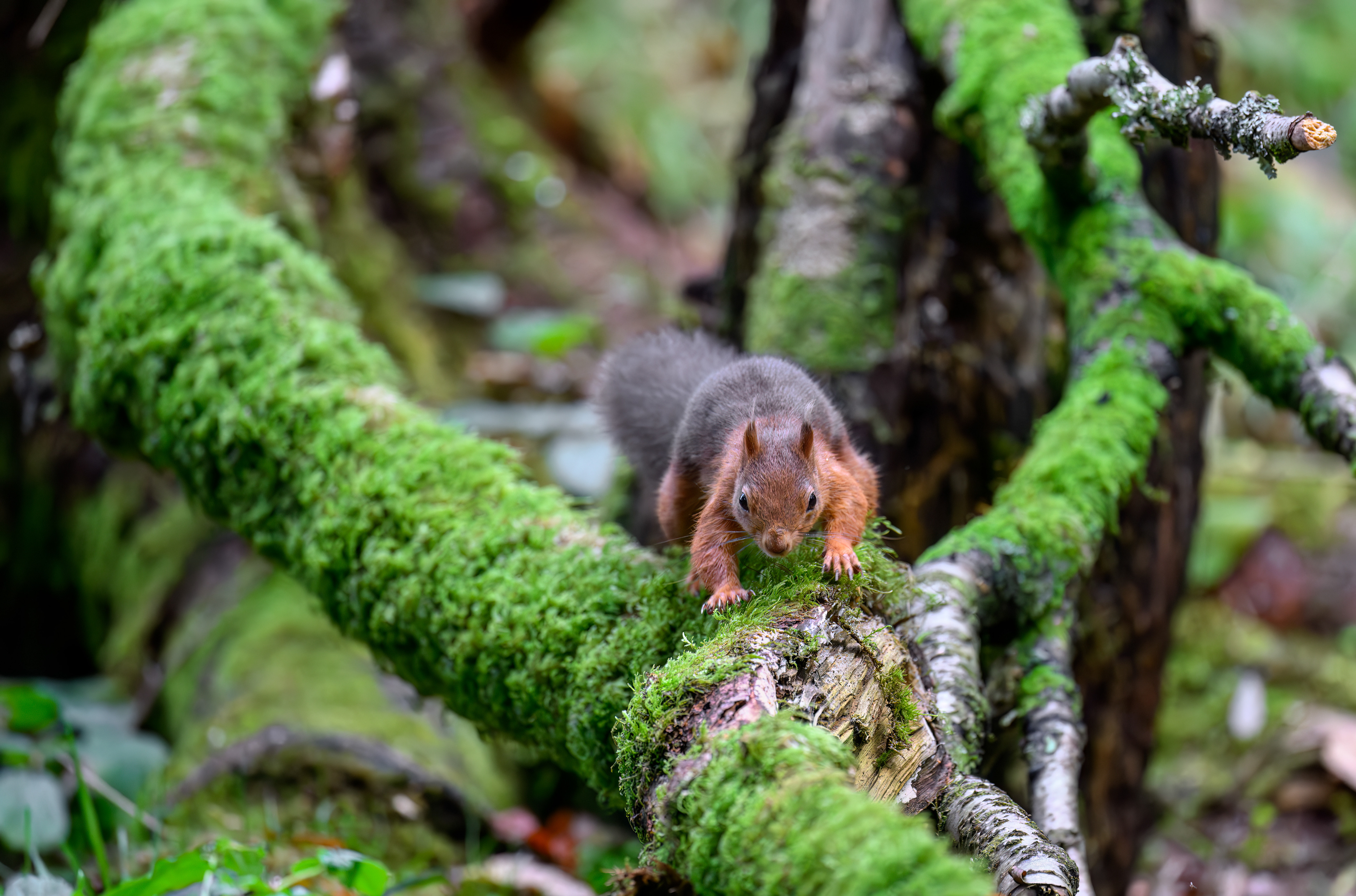 Red Squirrel