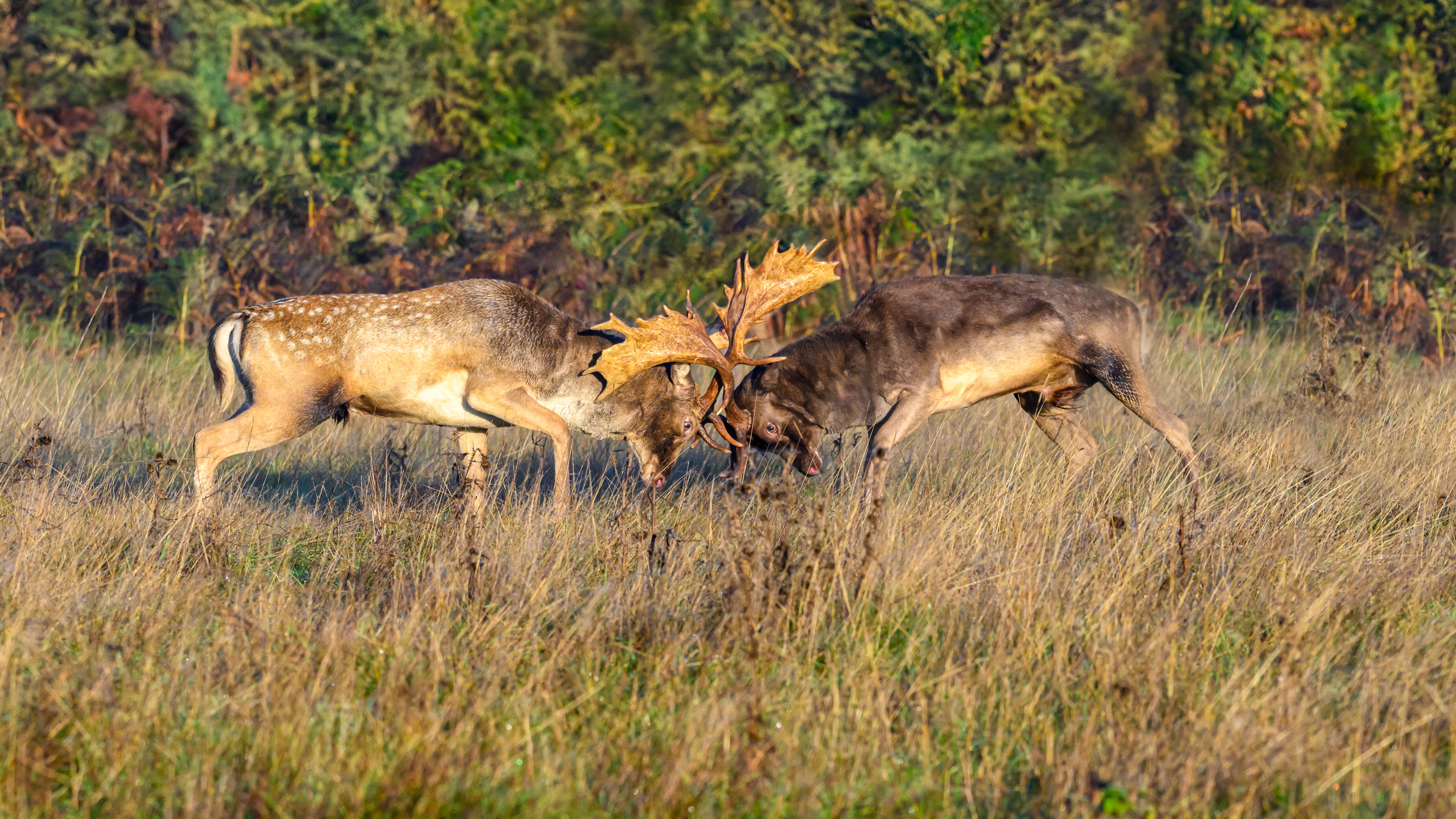 Fallow Deer