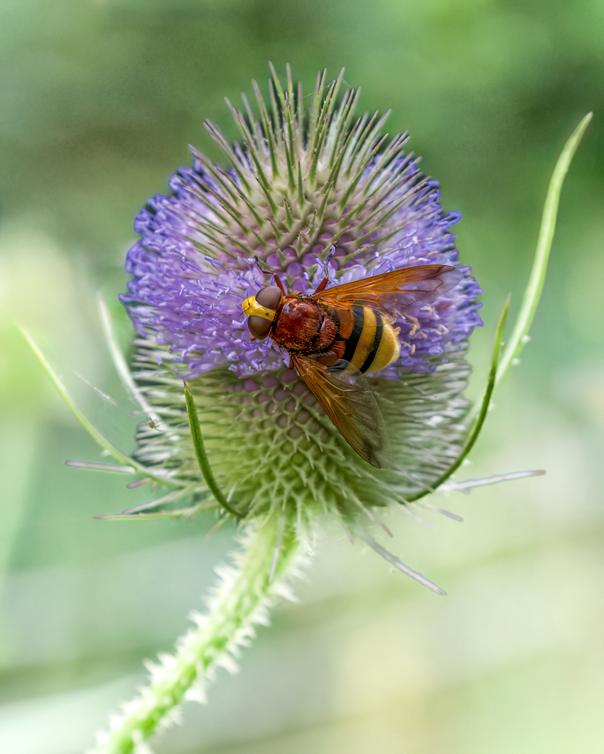 Hover Fly