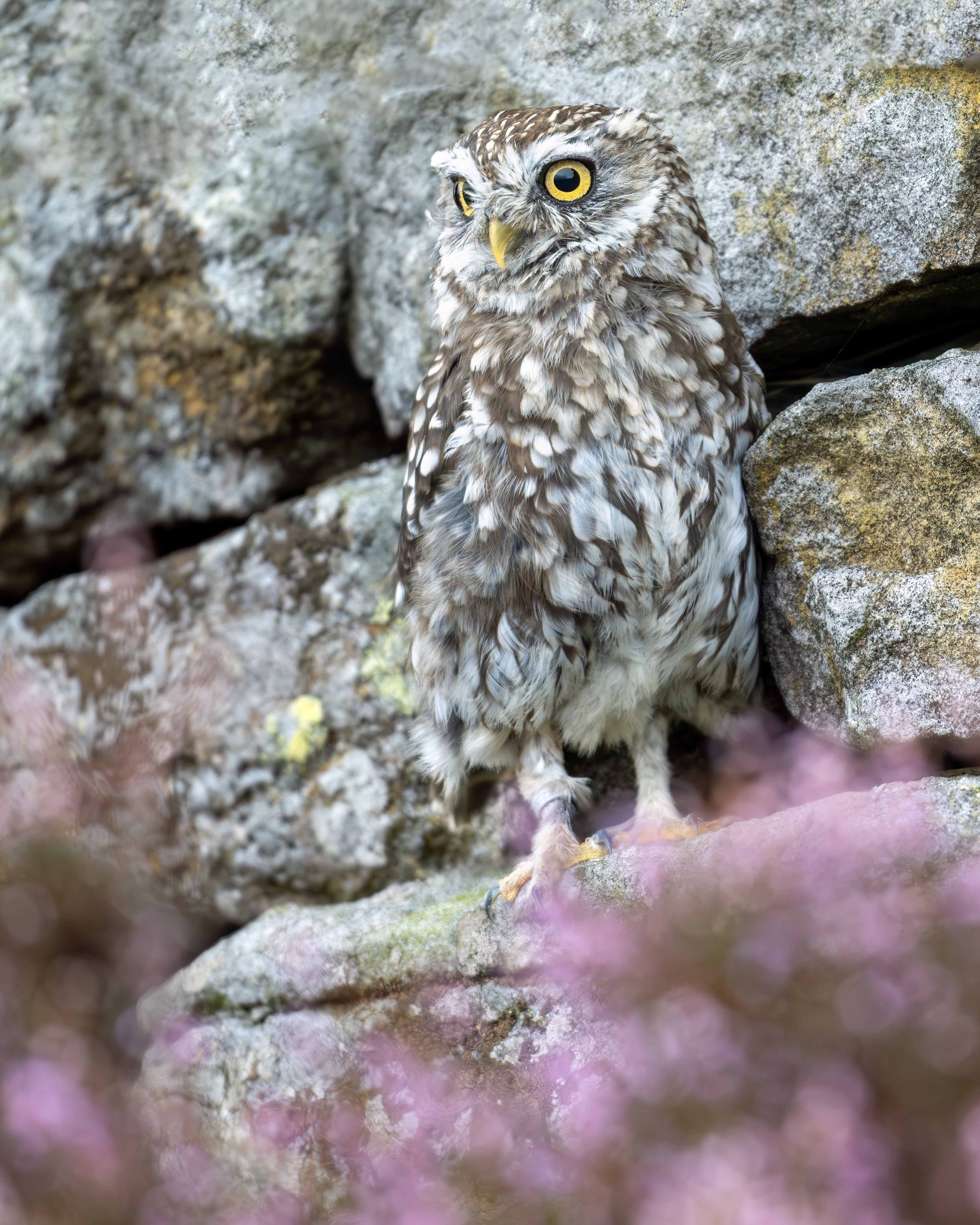 Little Owl