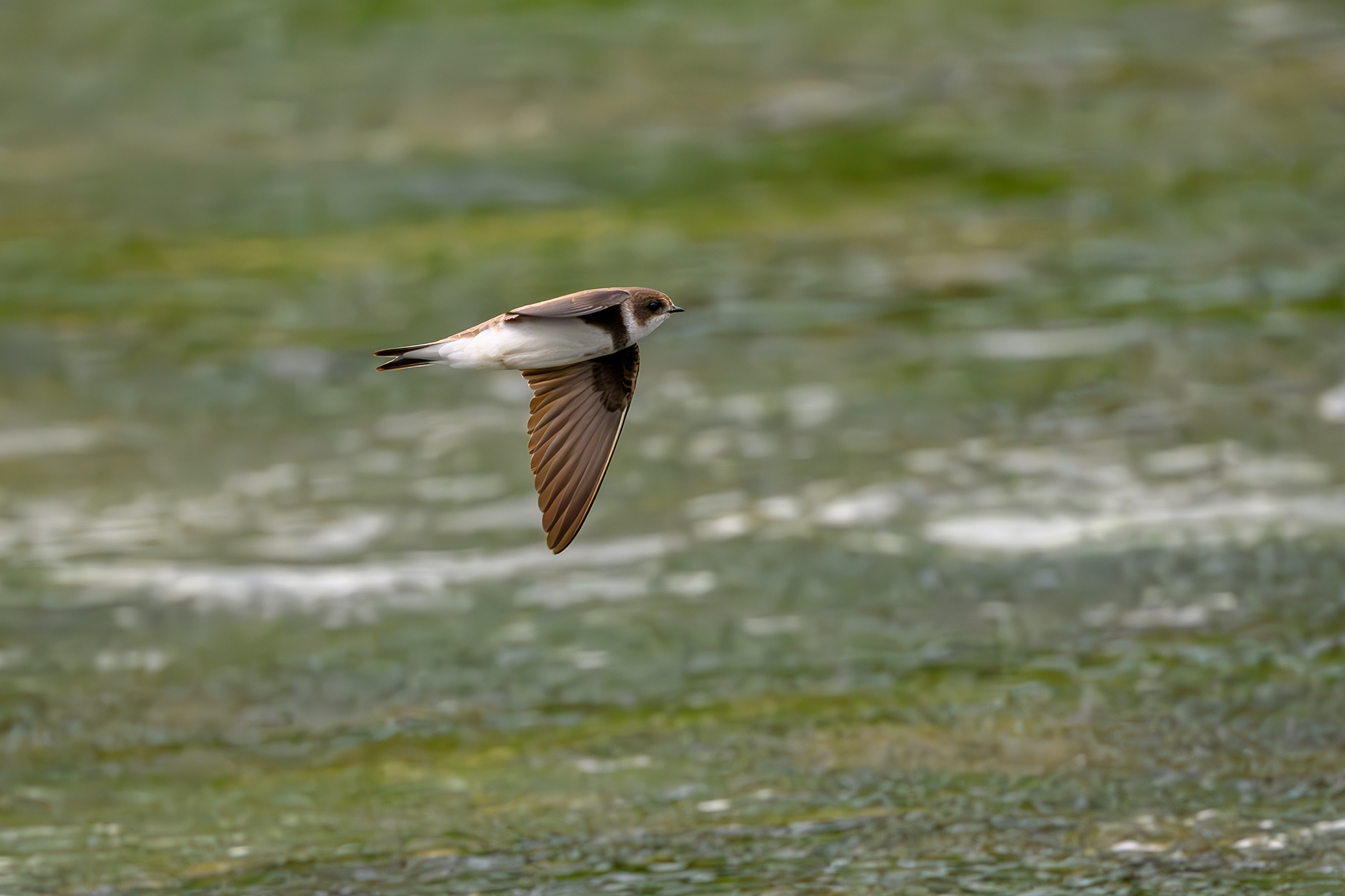 Sand Martin