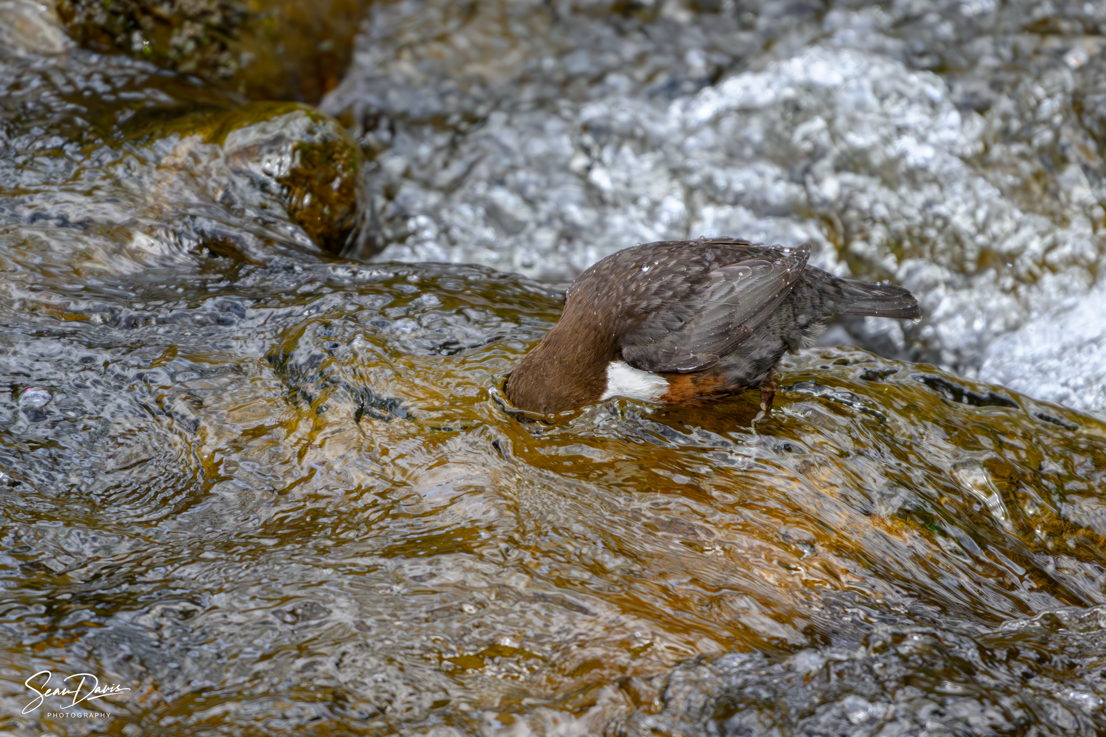 White Throated Dipper