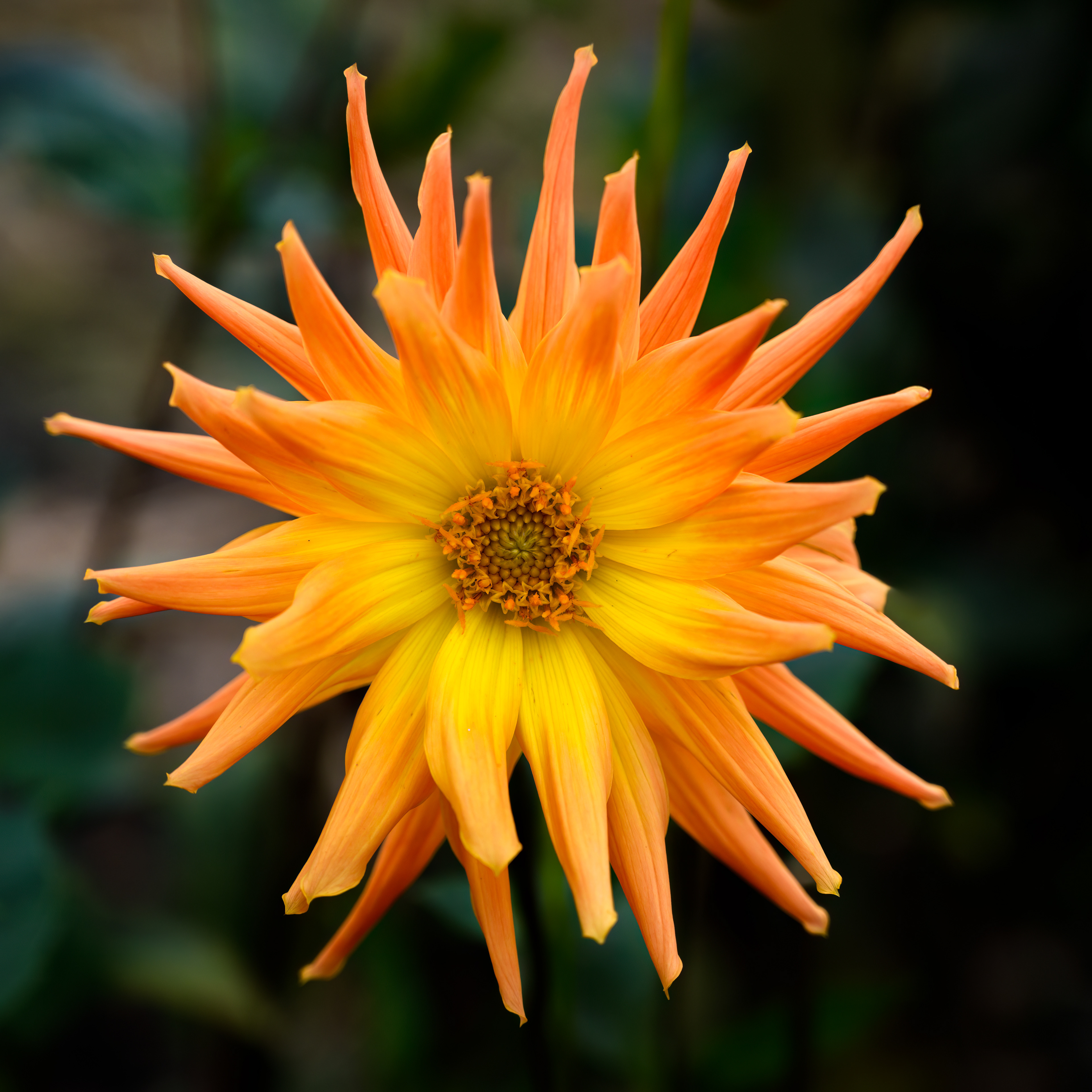 Dahlia