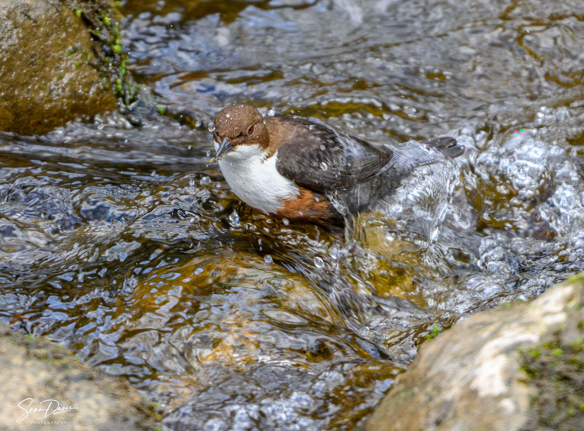 White Throated Dipper