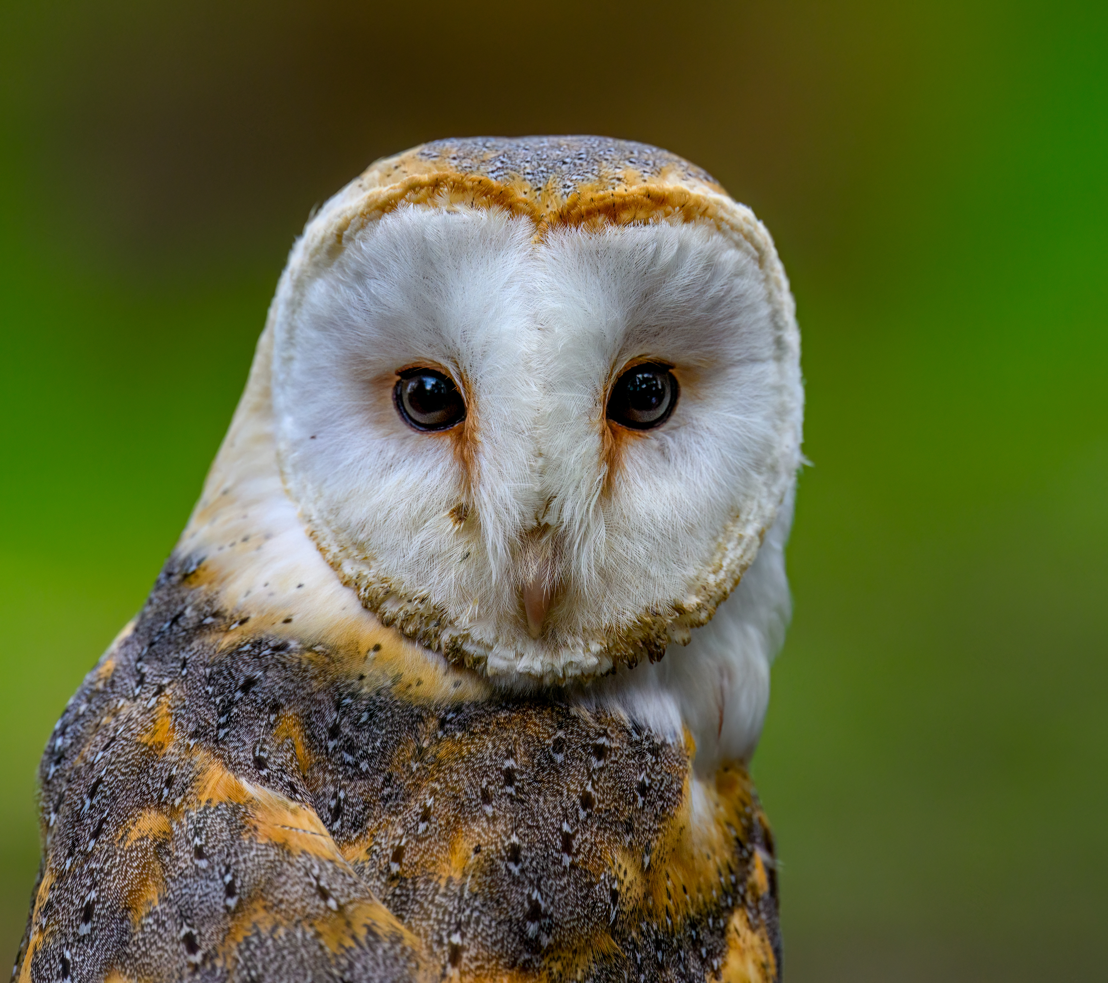 Barn Owl